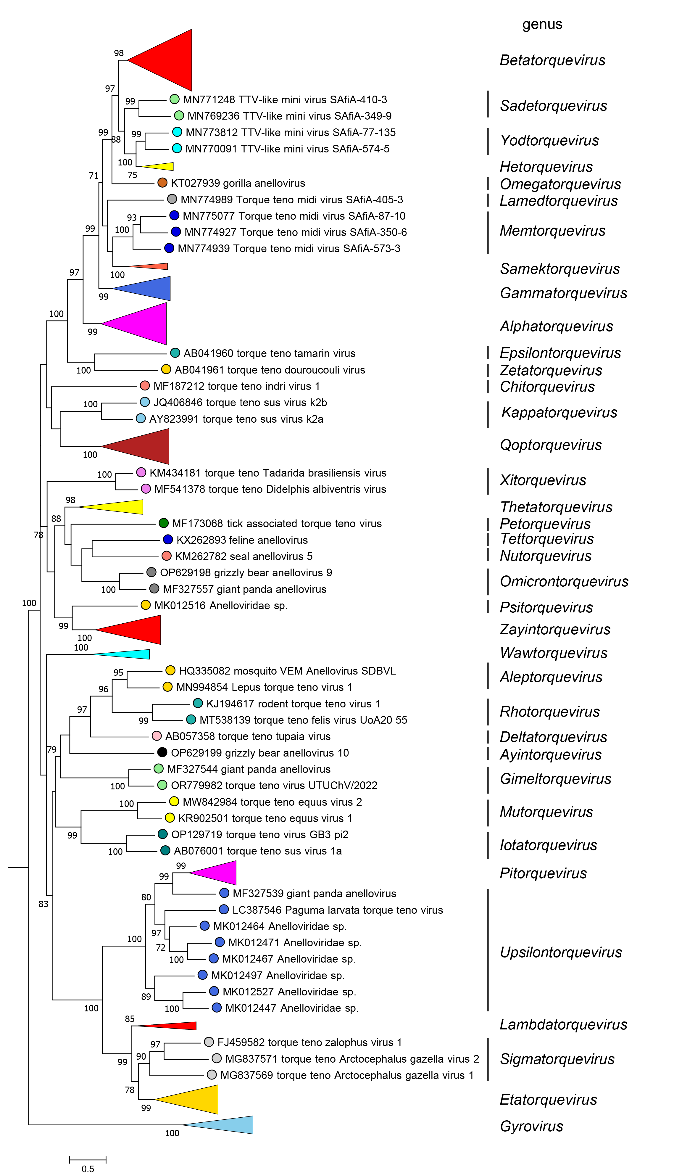 Anelloviridae phylogeny