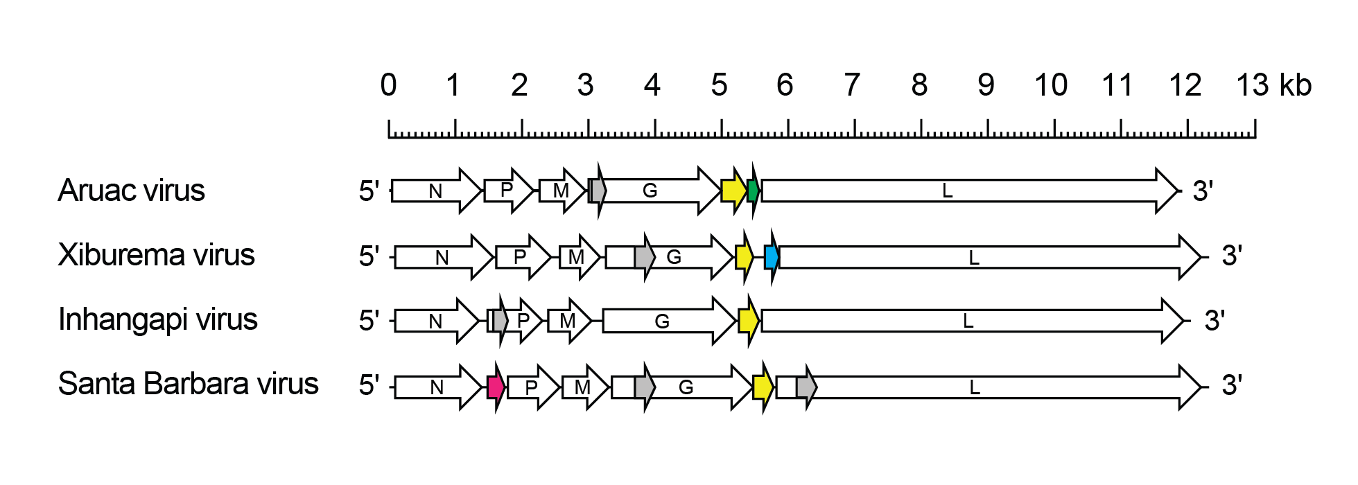 Arurhavirus genome