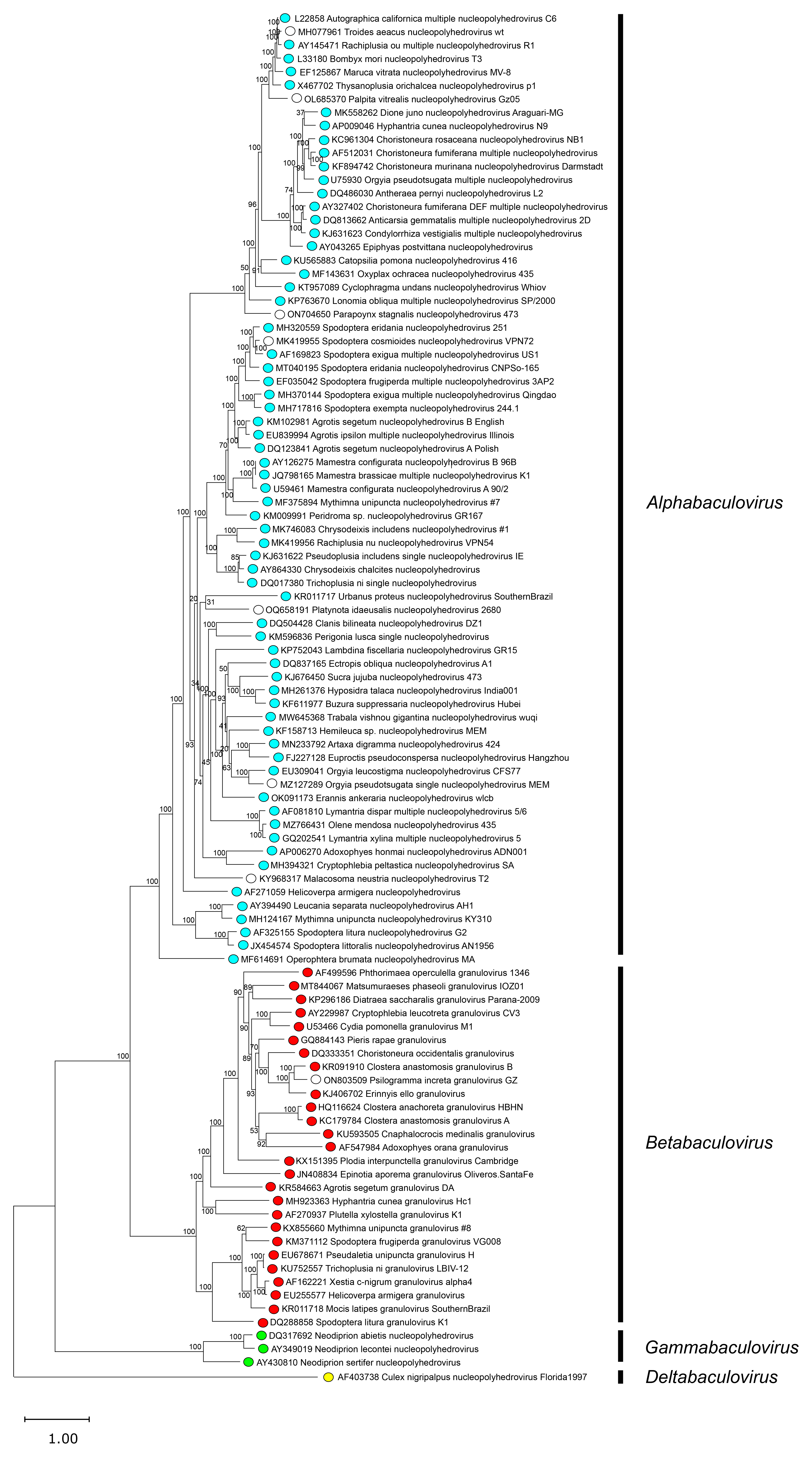 Baculoviridae phylogeny