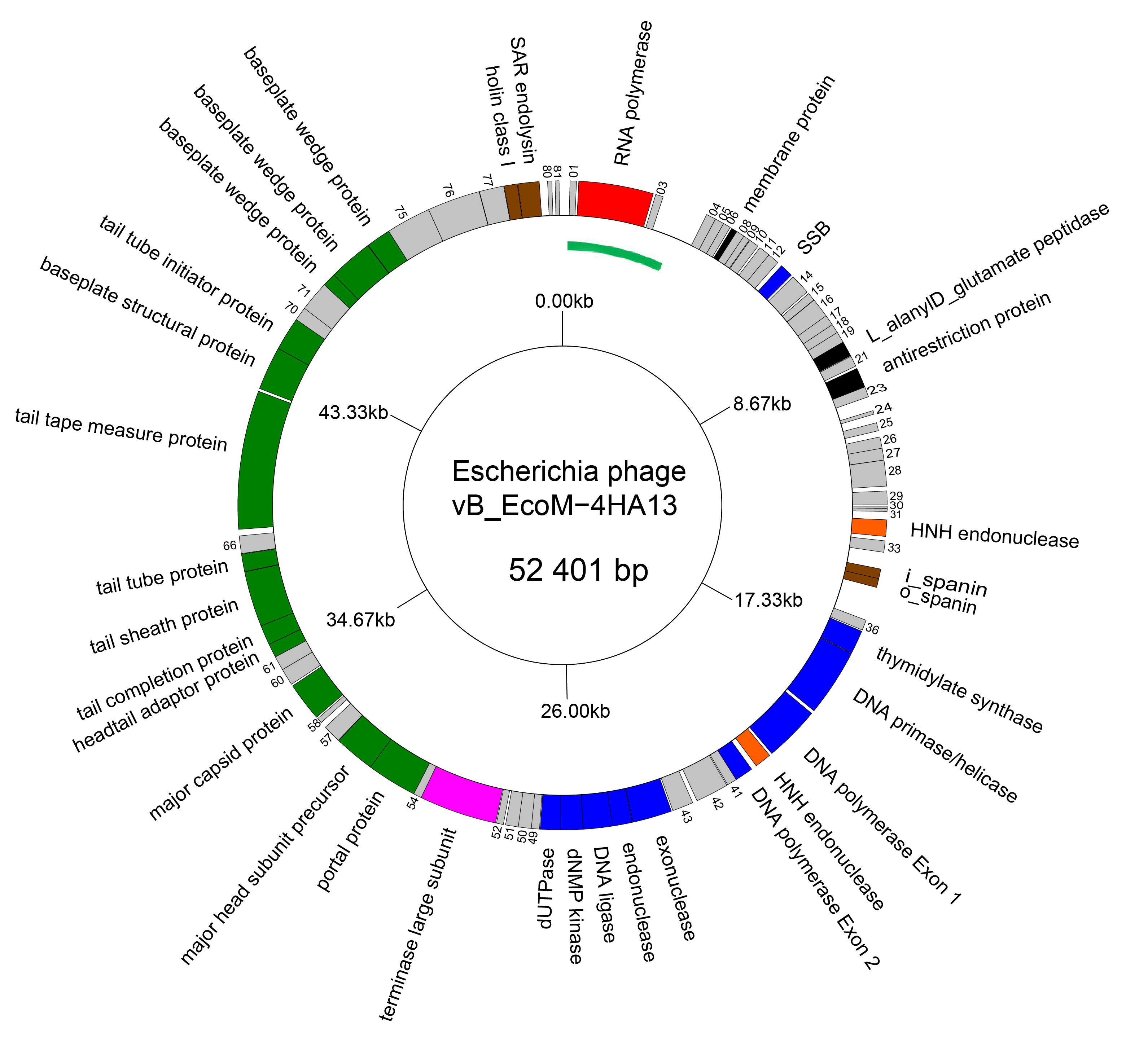 Genome diagram Chaseviridae