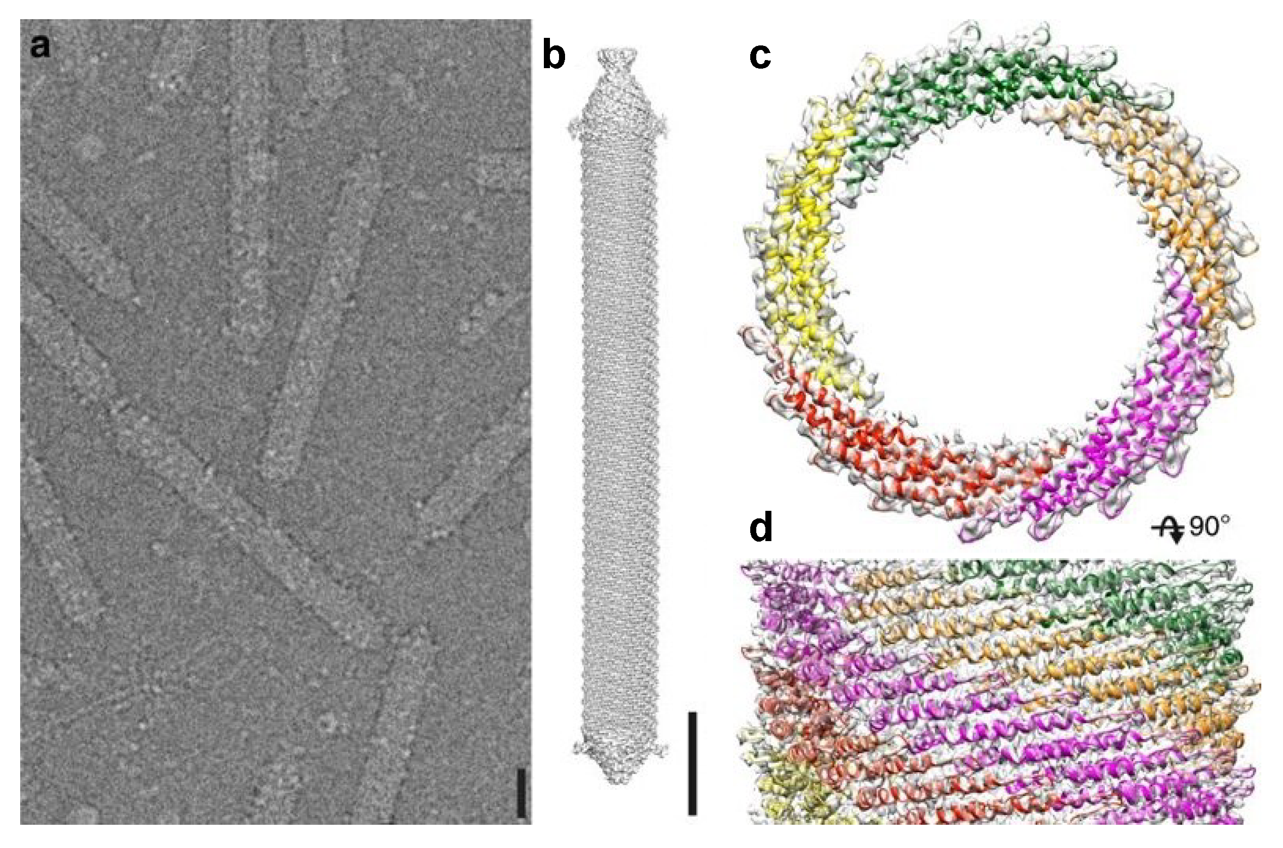 Clavaviridae virions