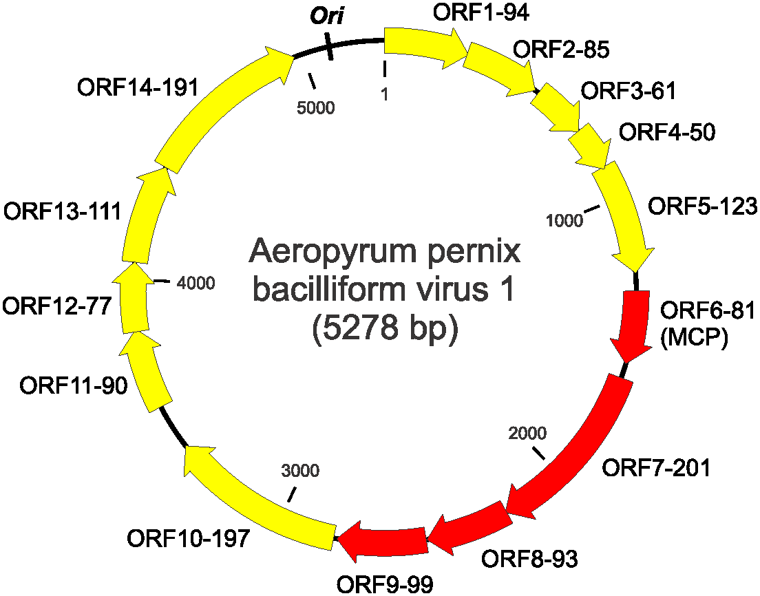 Clavaviridae - genome