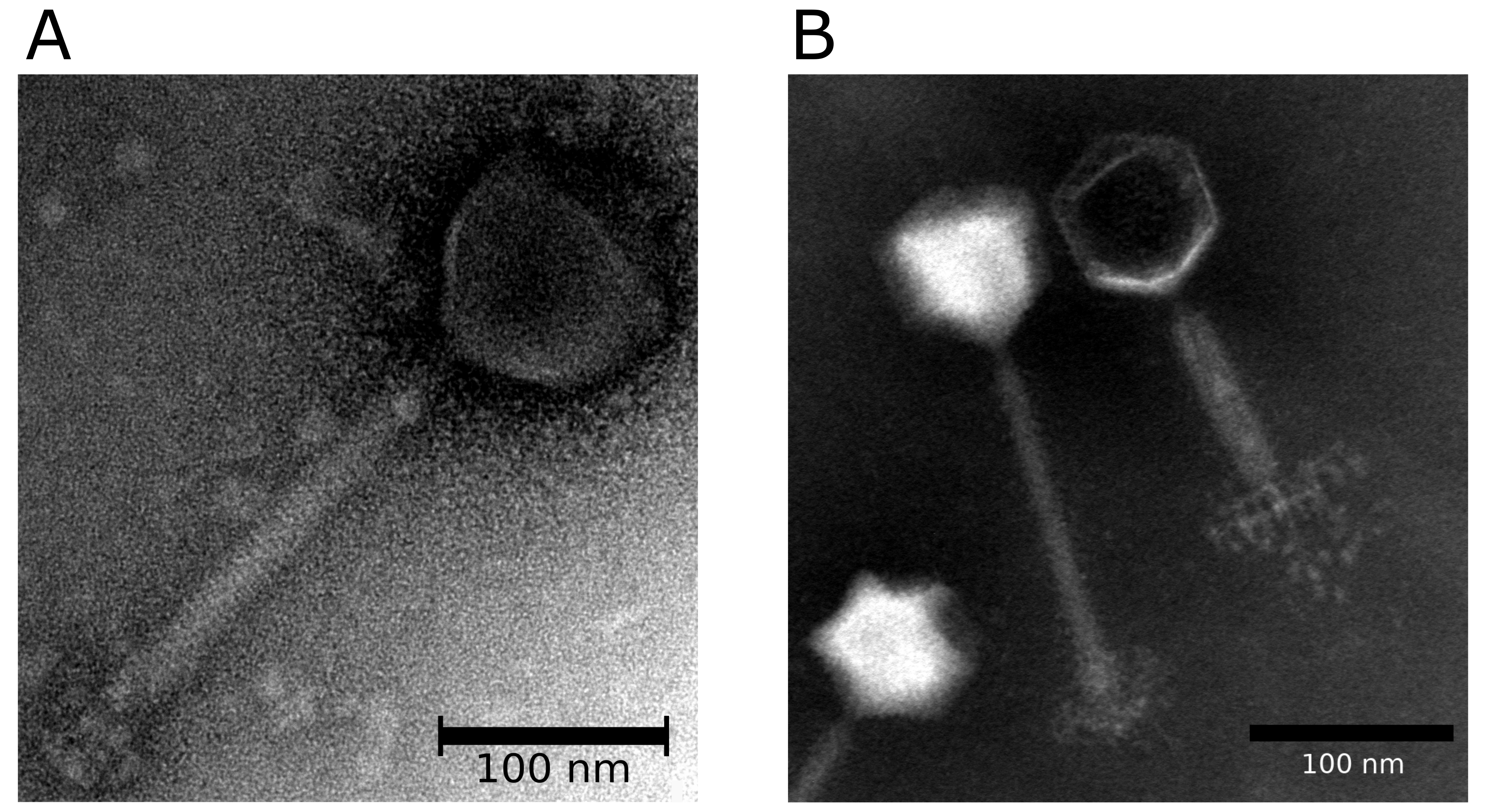 Herelleviridae morphology