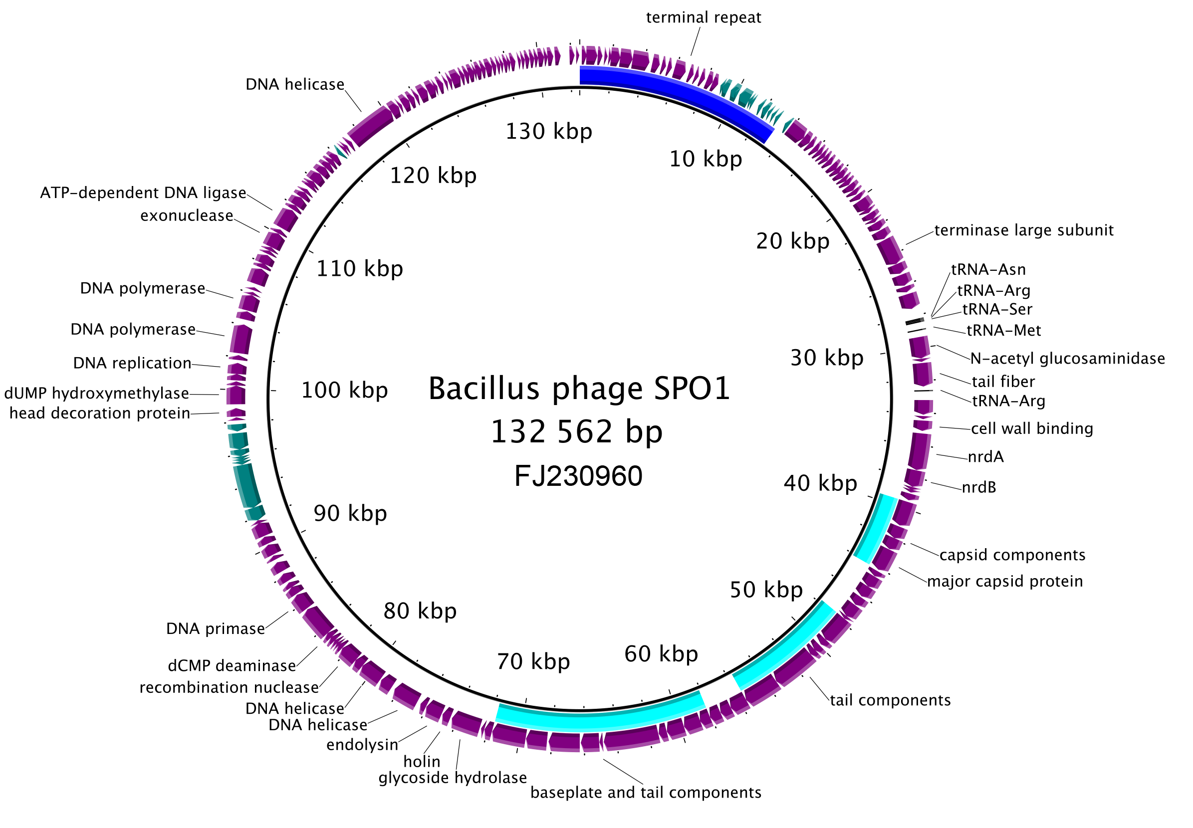Herelleviridae genome organisation