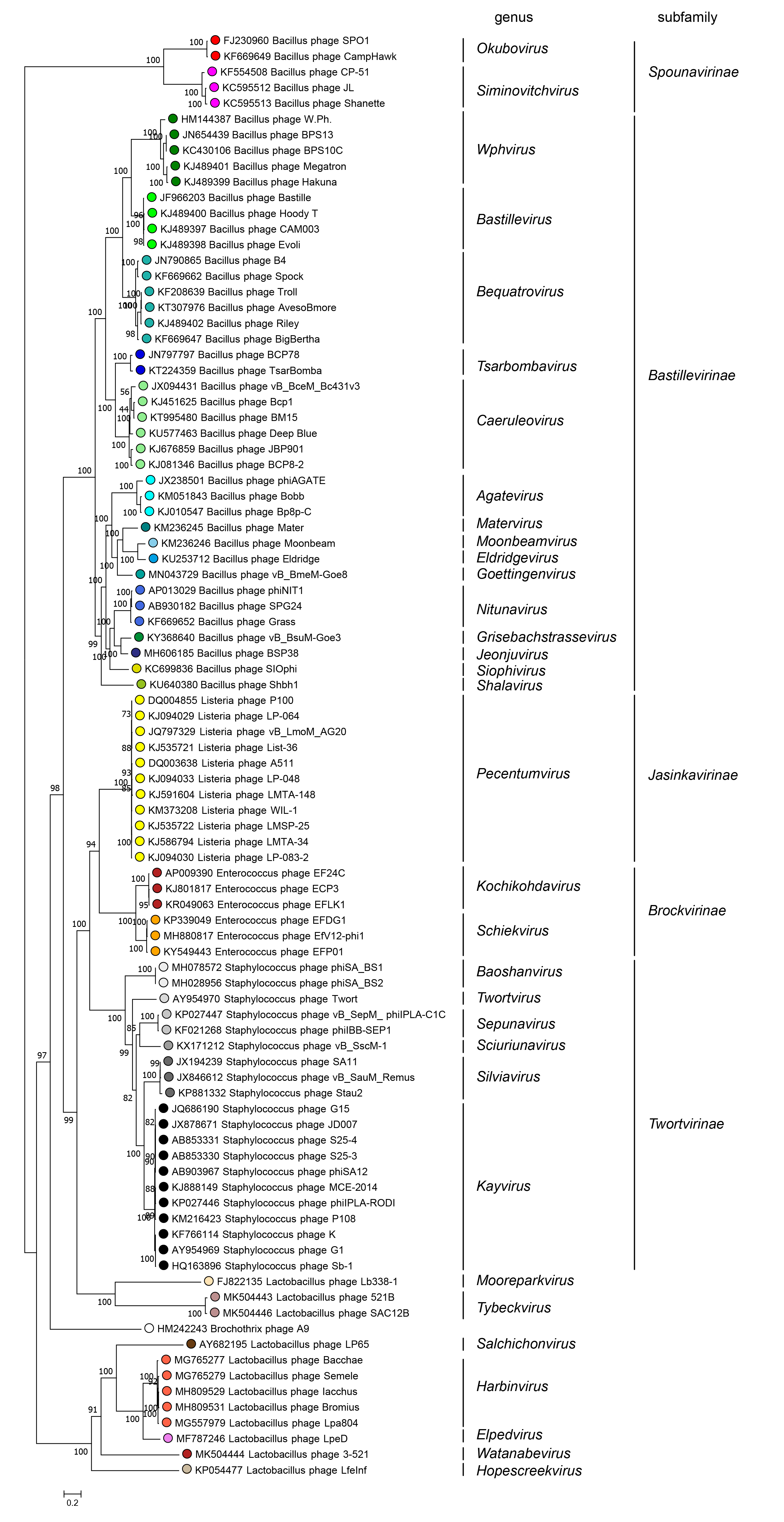 Herelleviridae phylogenetic tree