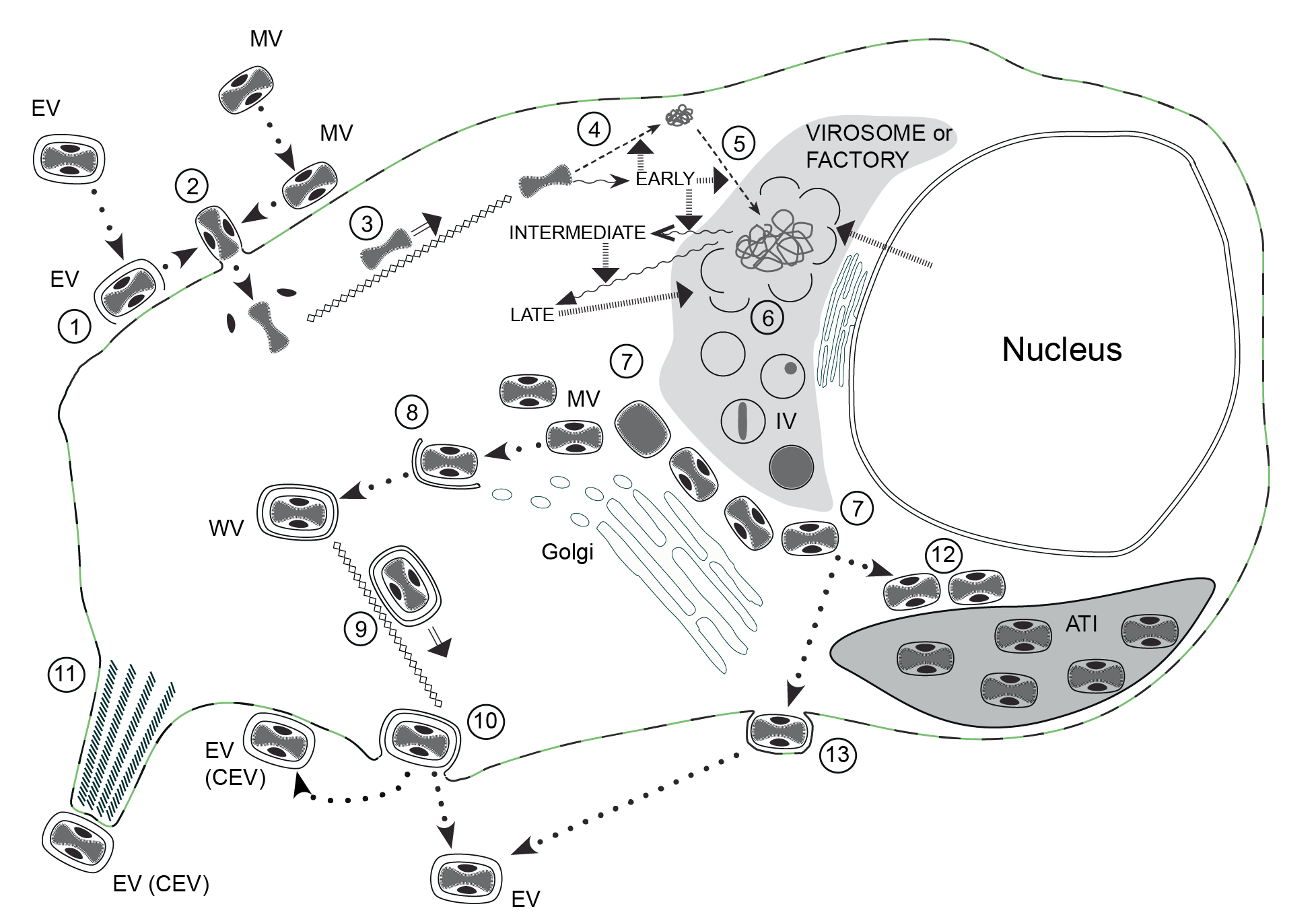 Poxviridae replication cycle
