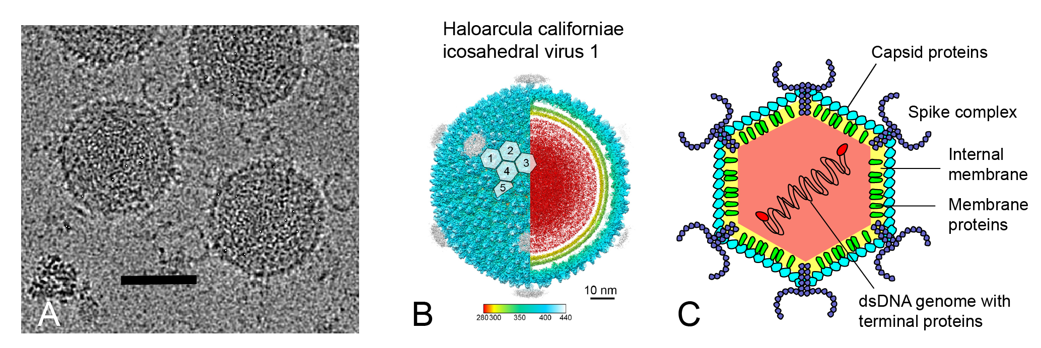 Sphaerolipoviridae virion structure