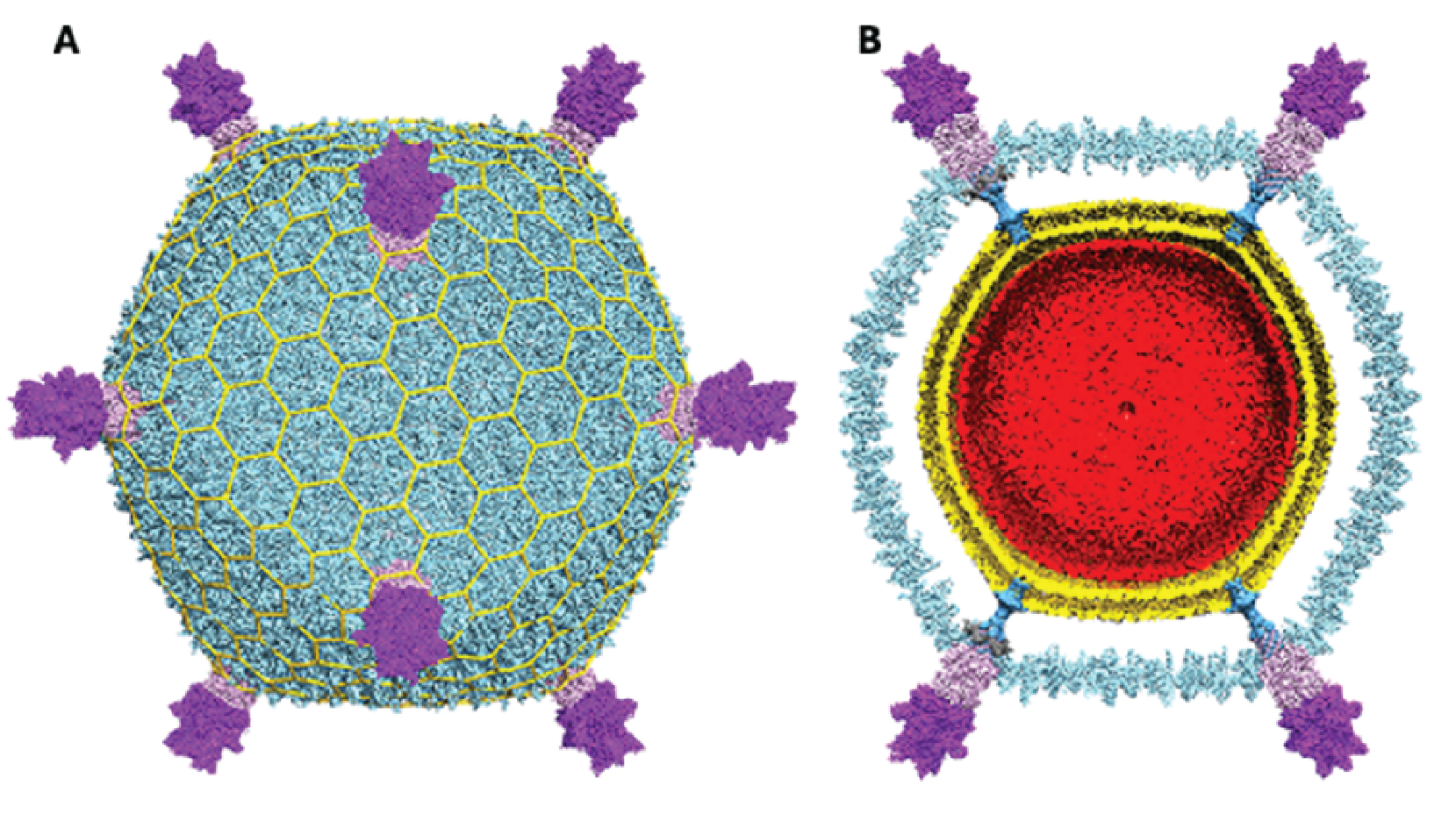 Turriviridae virion structure