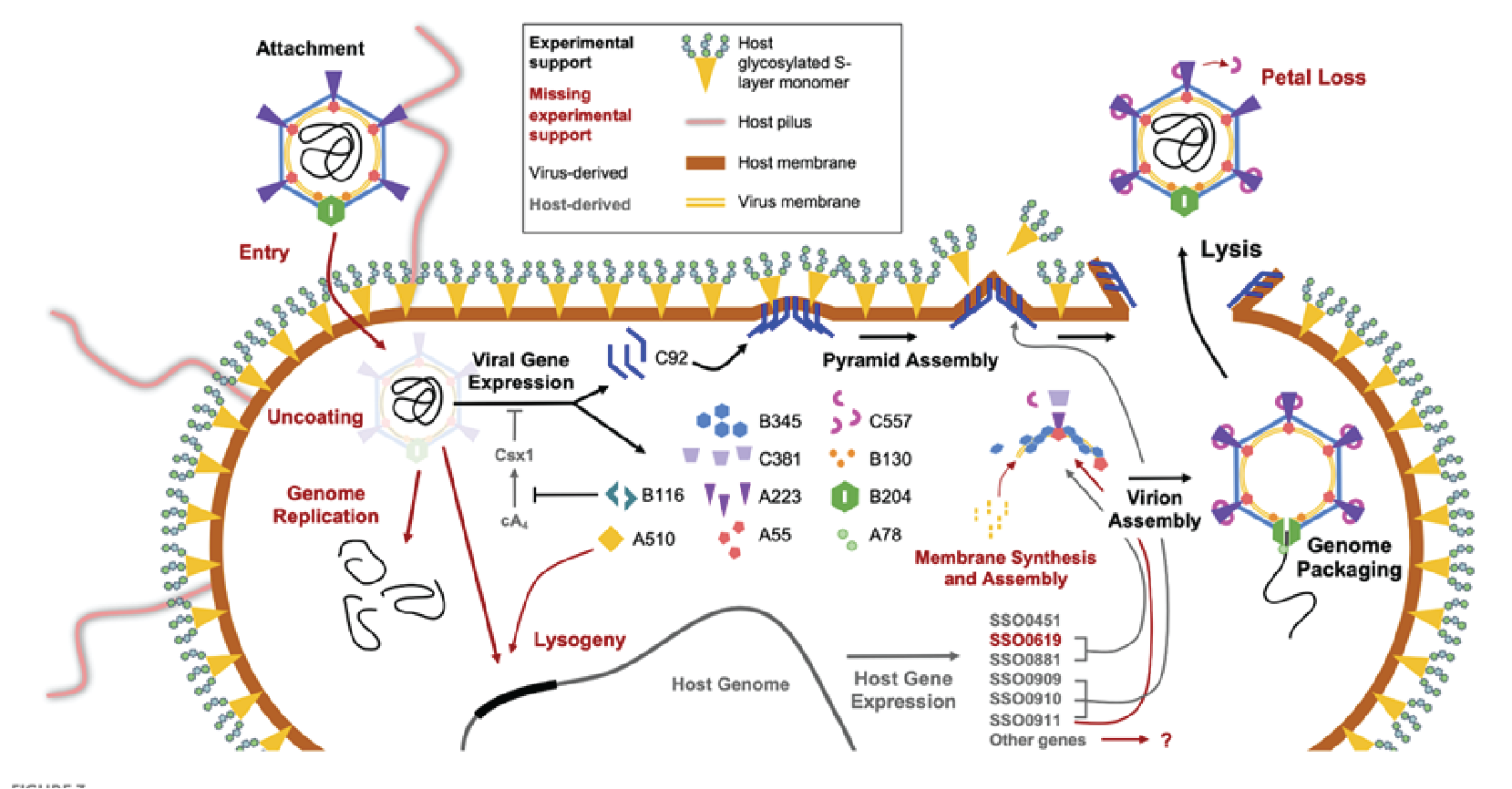 Turriviridae replication cycle