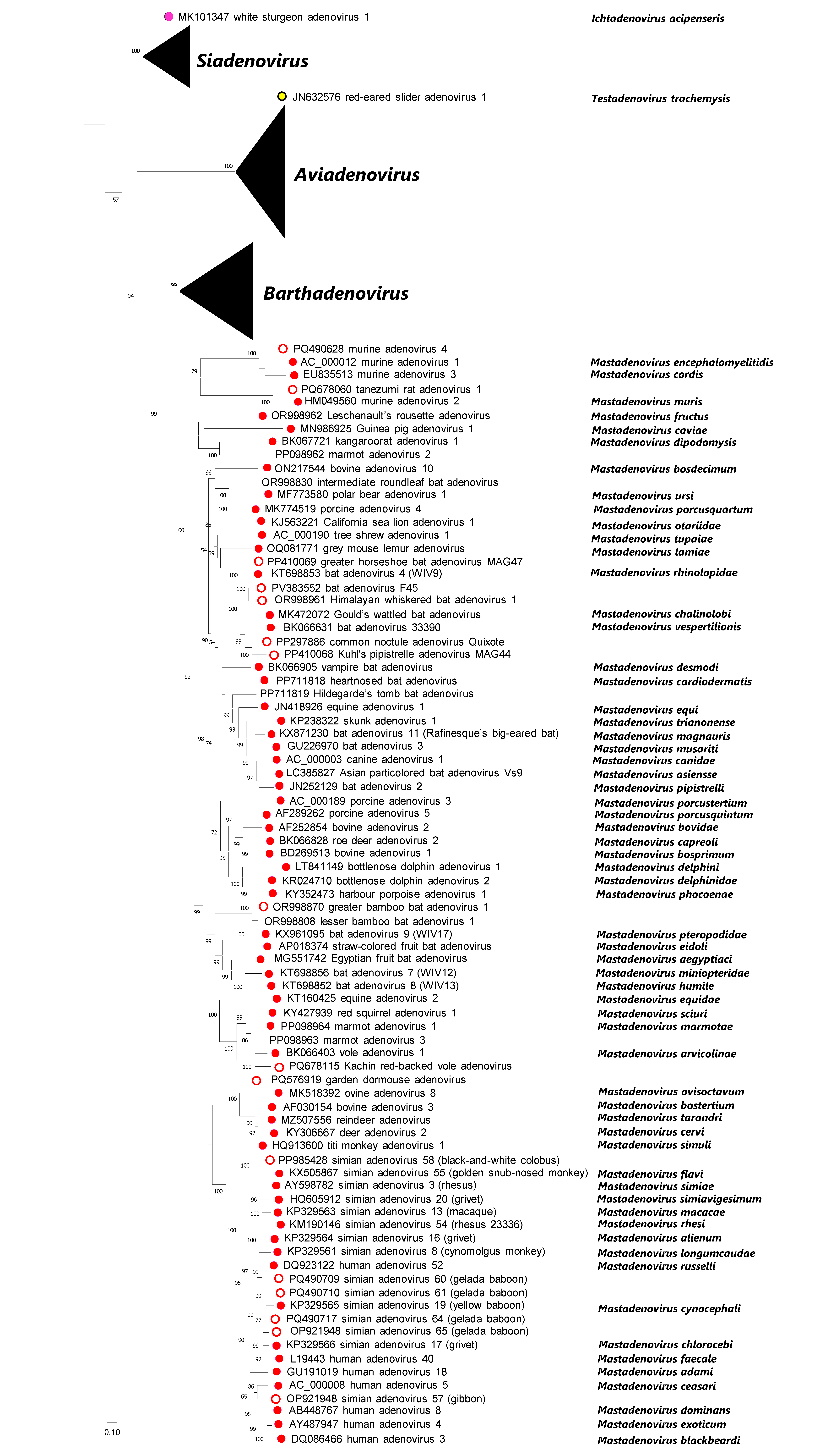 Adenoviridae phylogeny
