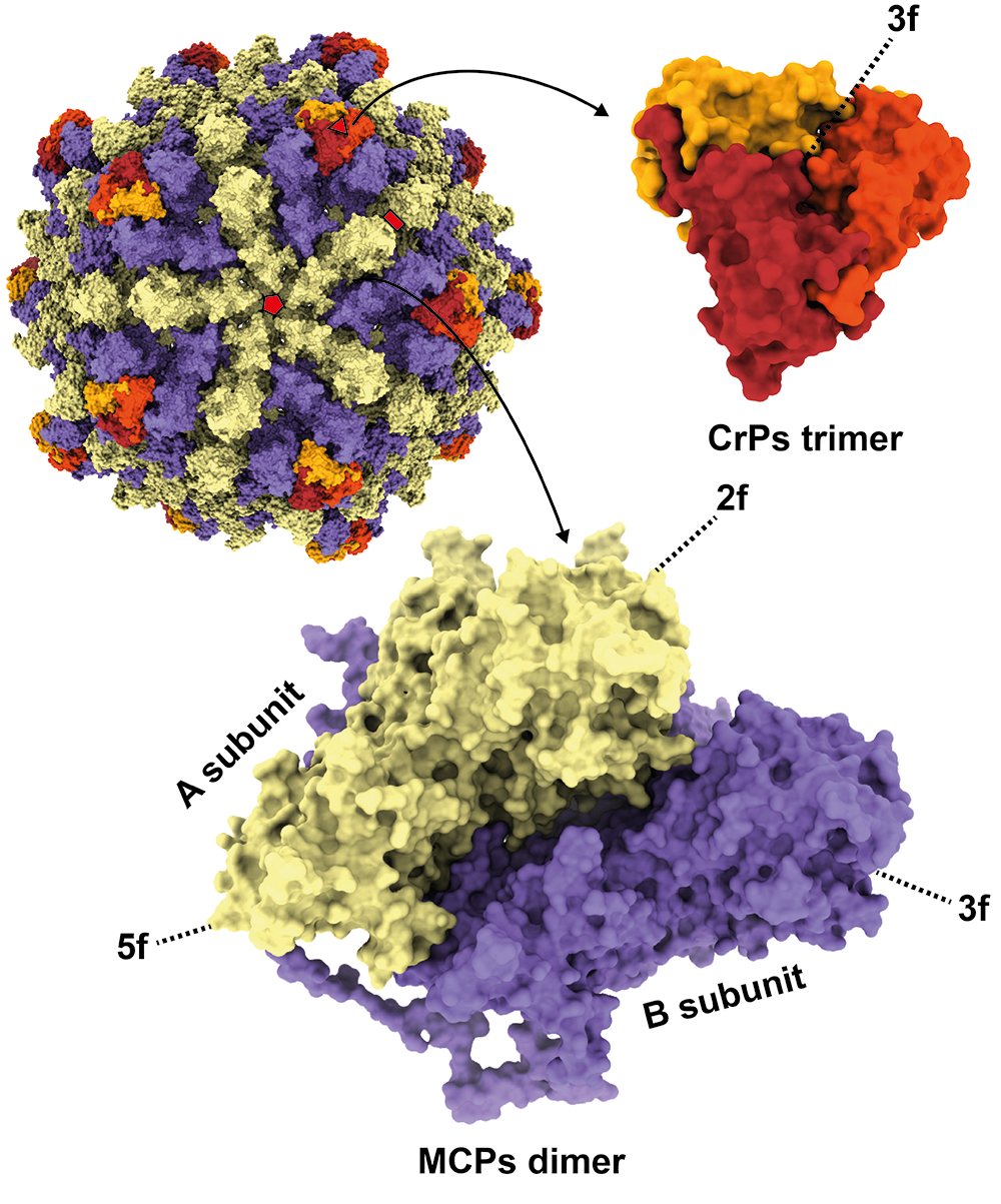 Megabirnaviridae virion