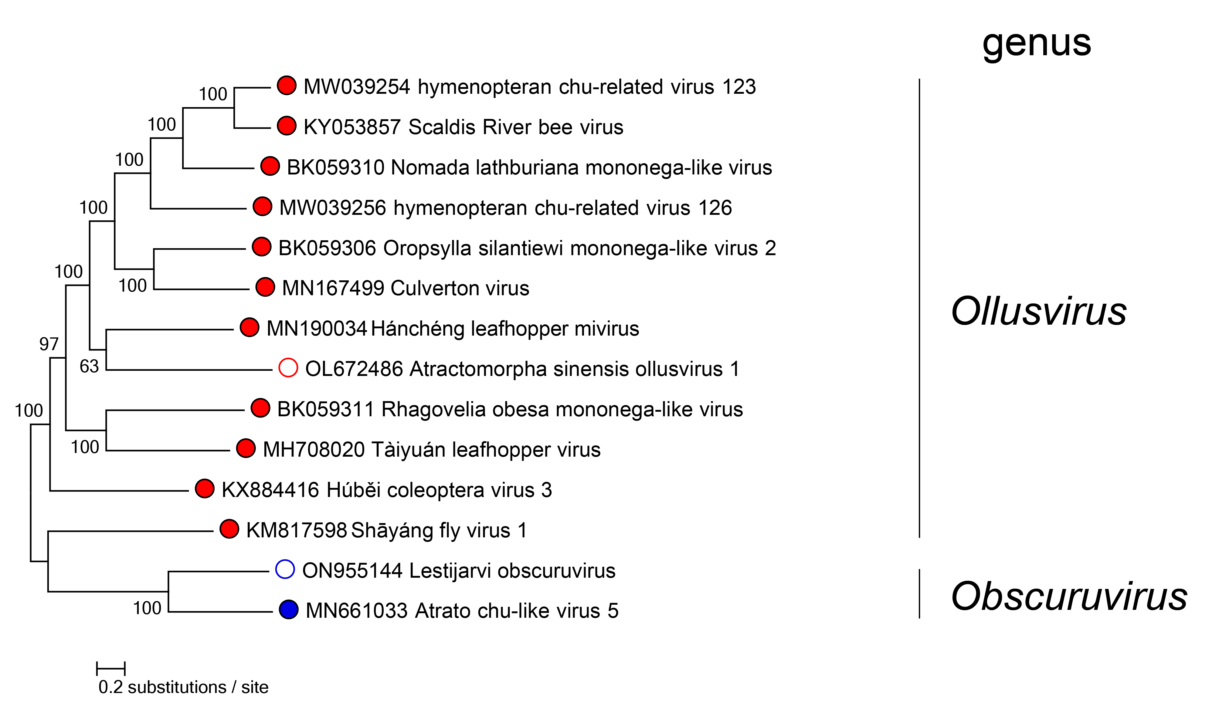 Aliusviridae phylogeny