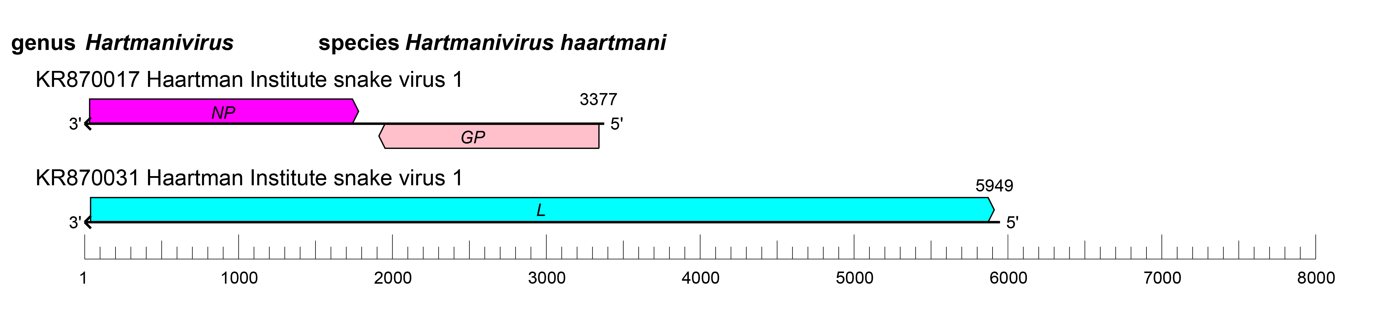Hartmanivirus genome orgainsation
