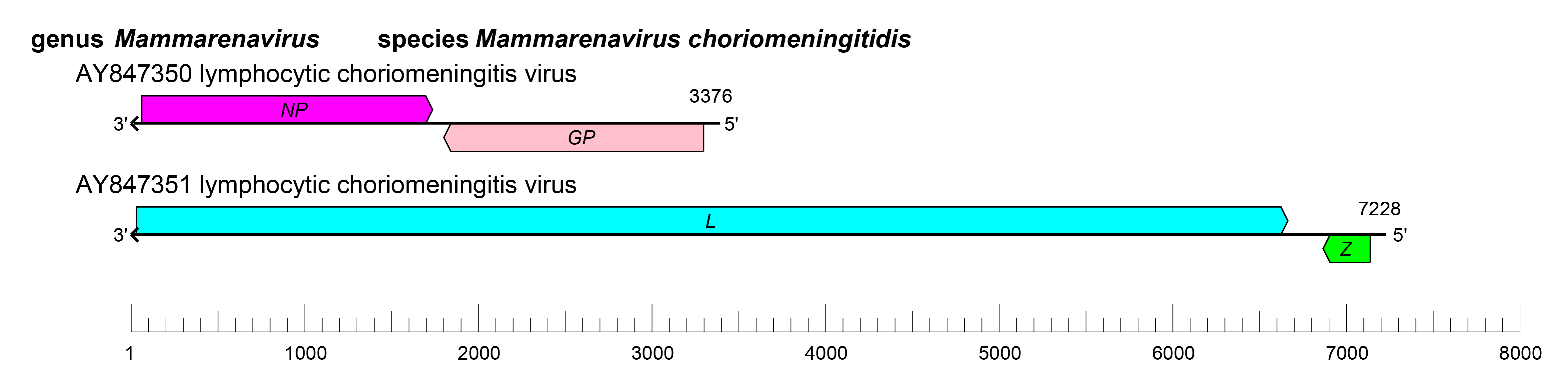 Mammarenavirus genome organisation