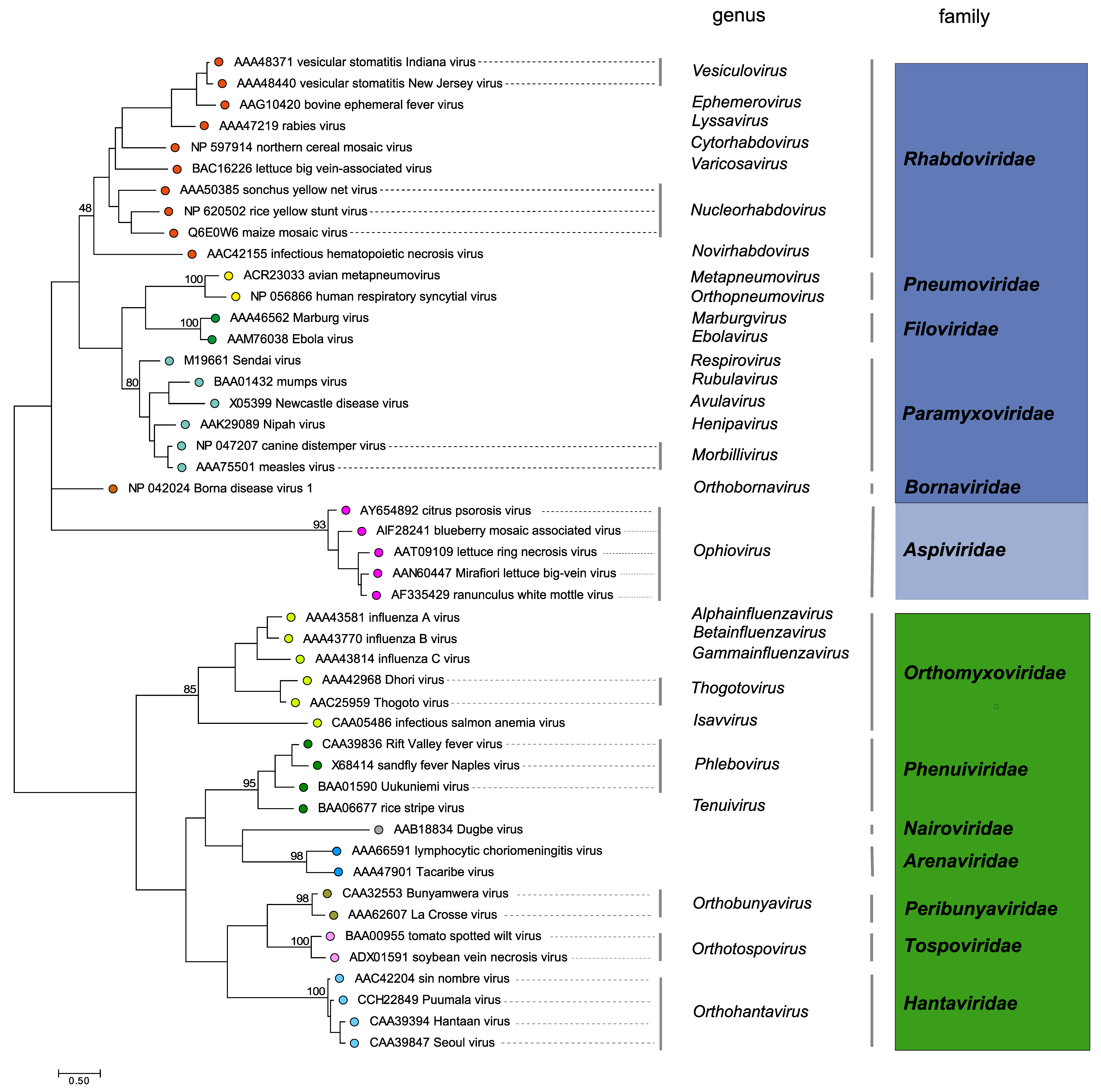 Phylogenetic tree Aspiviridae