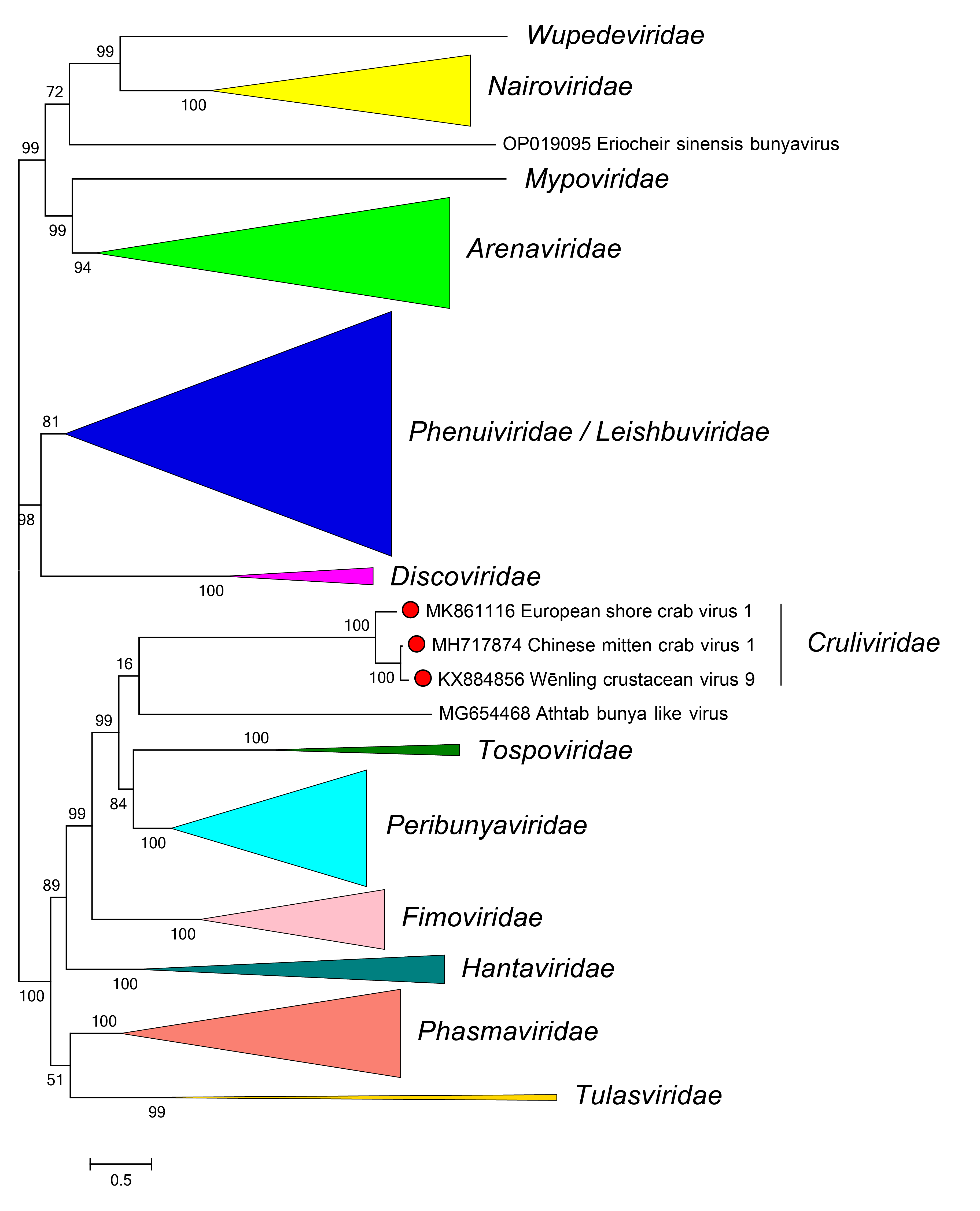 Cruliviridae phylogeny