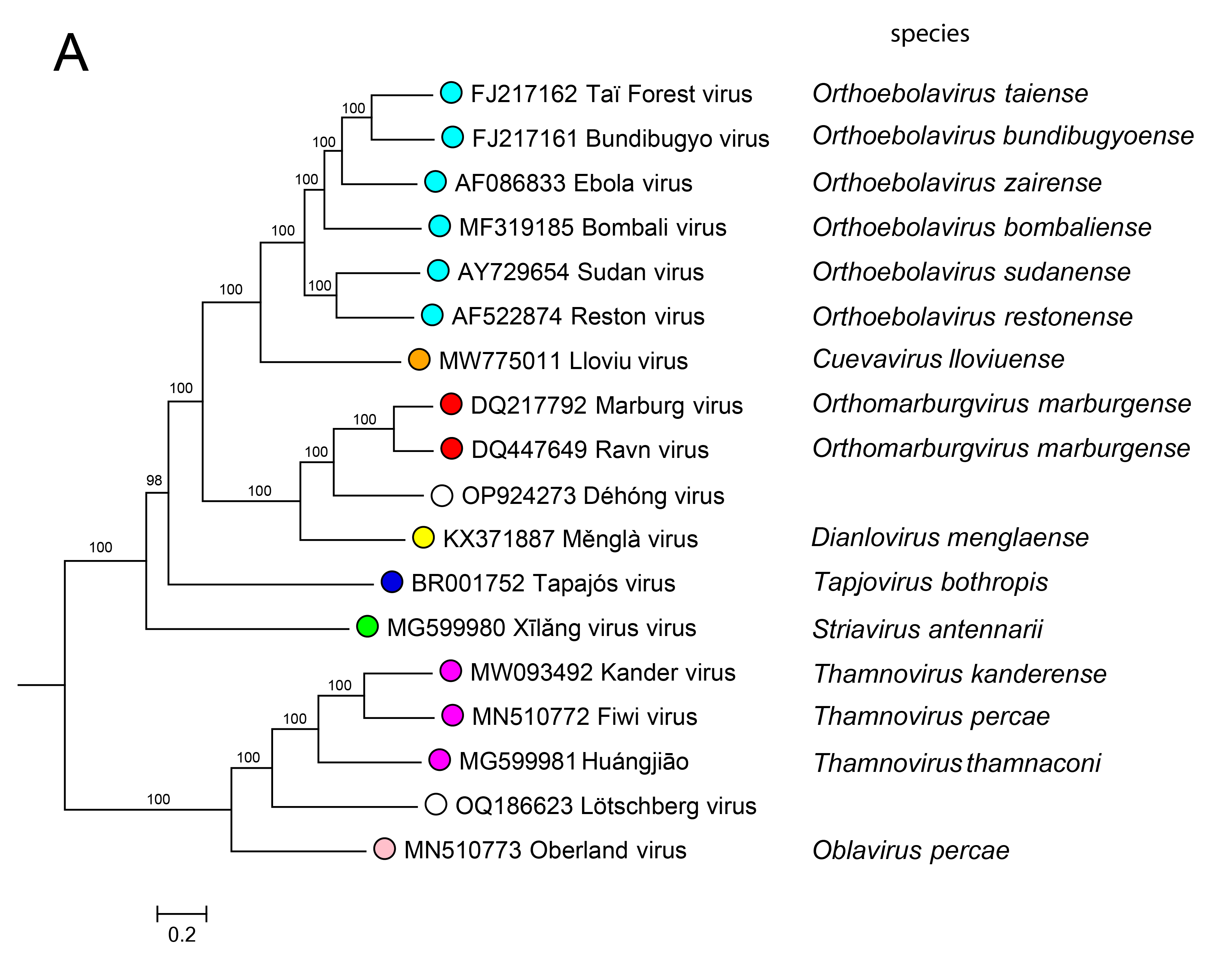 Filoviridae phylogeny