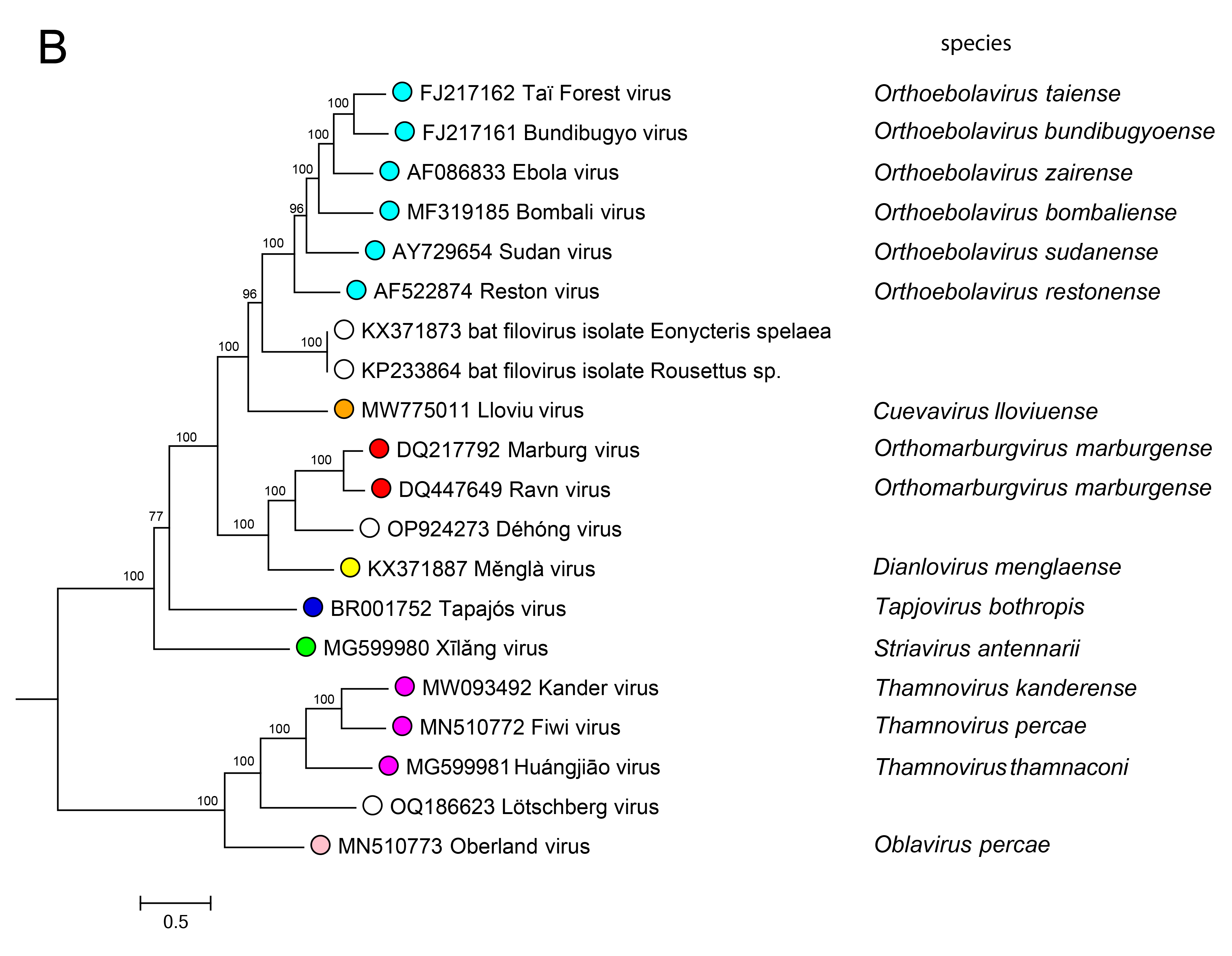 Filoviridae phylogeny
