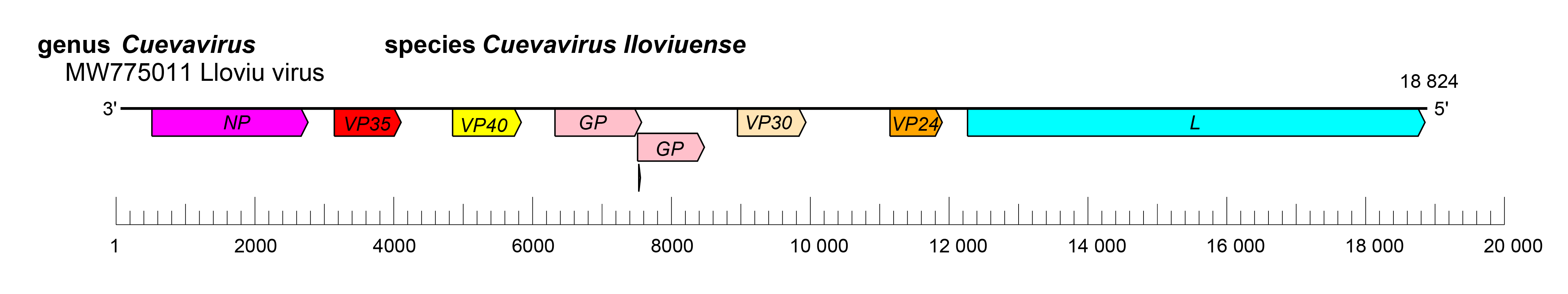 Cuevavirus genome organisation