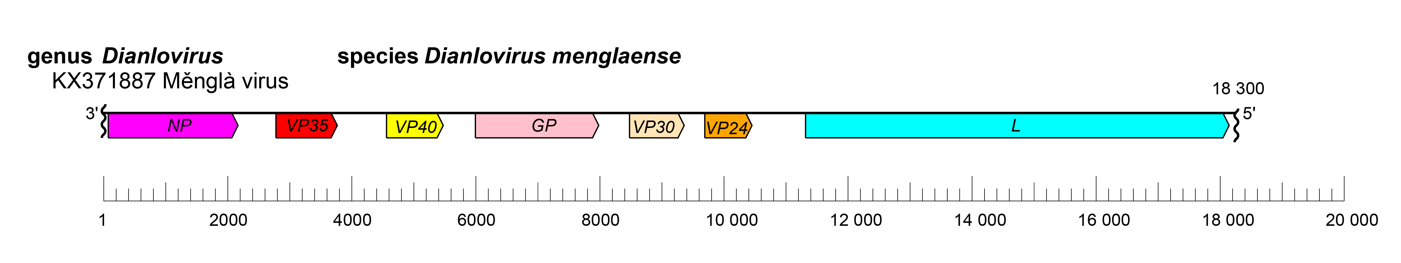 Dianlovirus genome