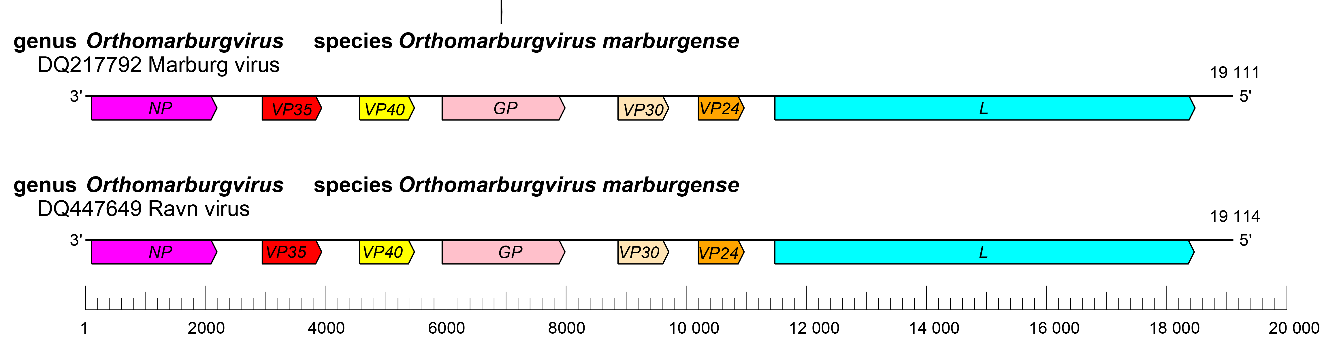 Orthomarburgvirus genome