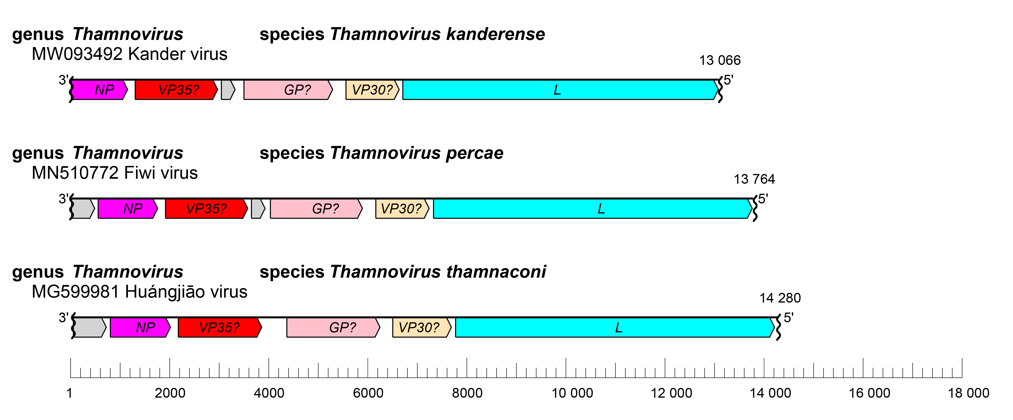 Thamnovirus genome