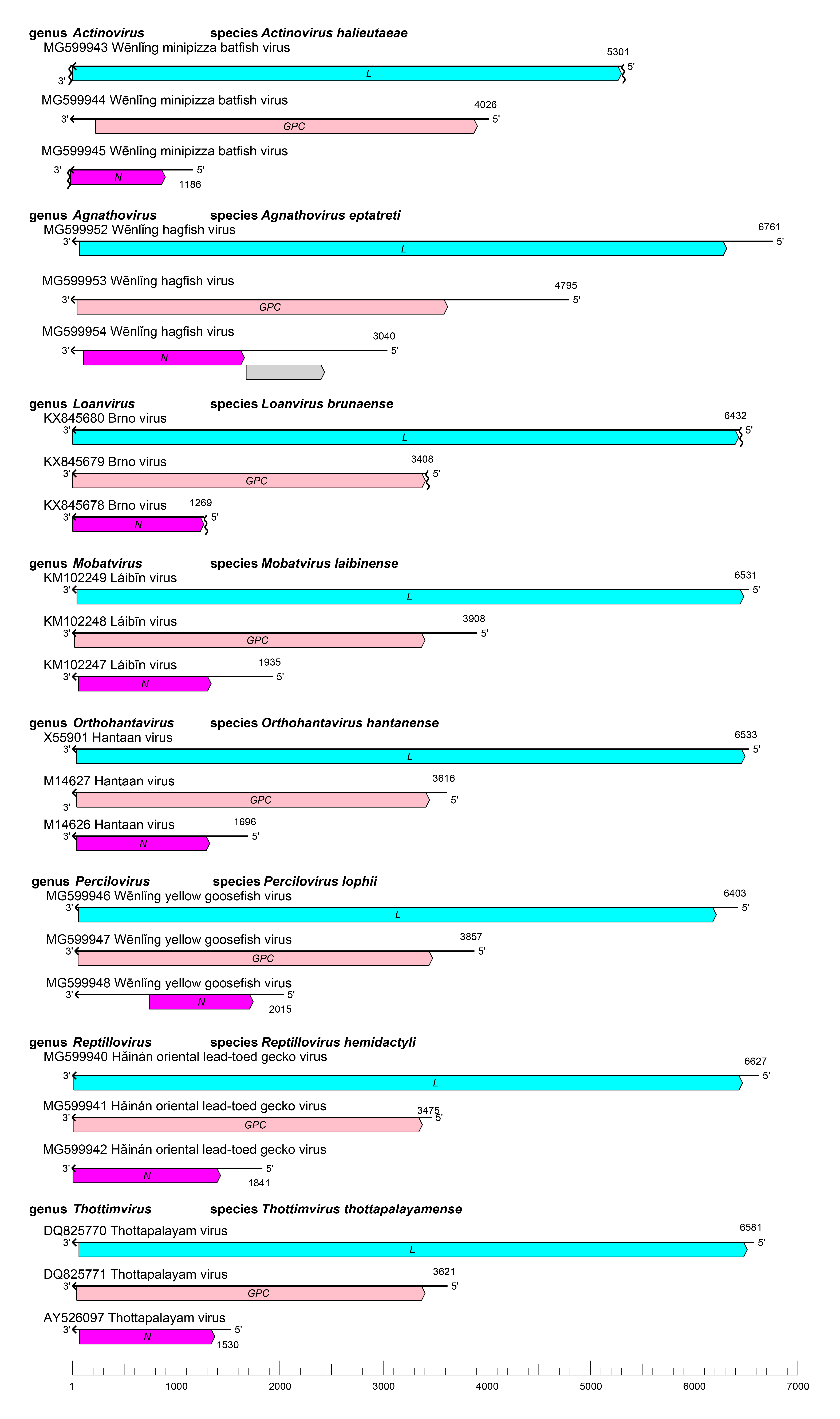 Hantaviridae genome