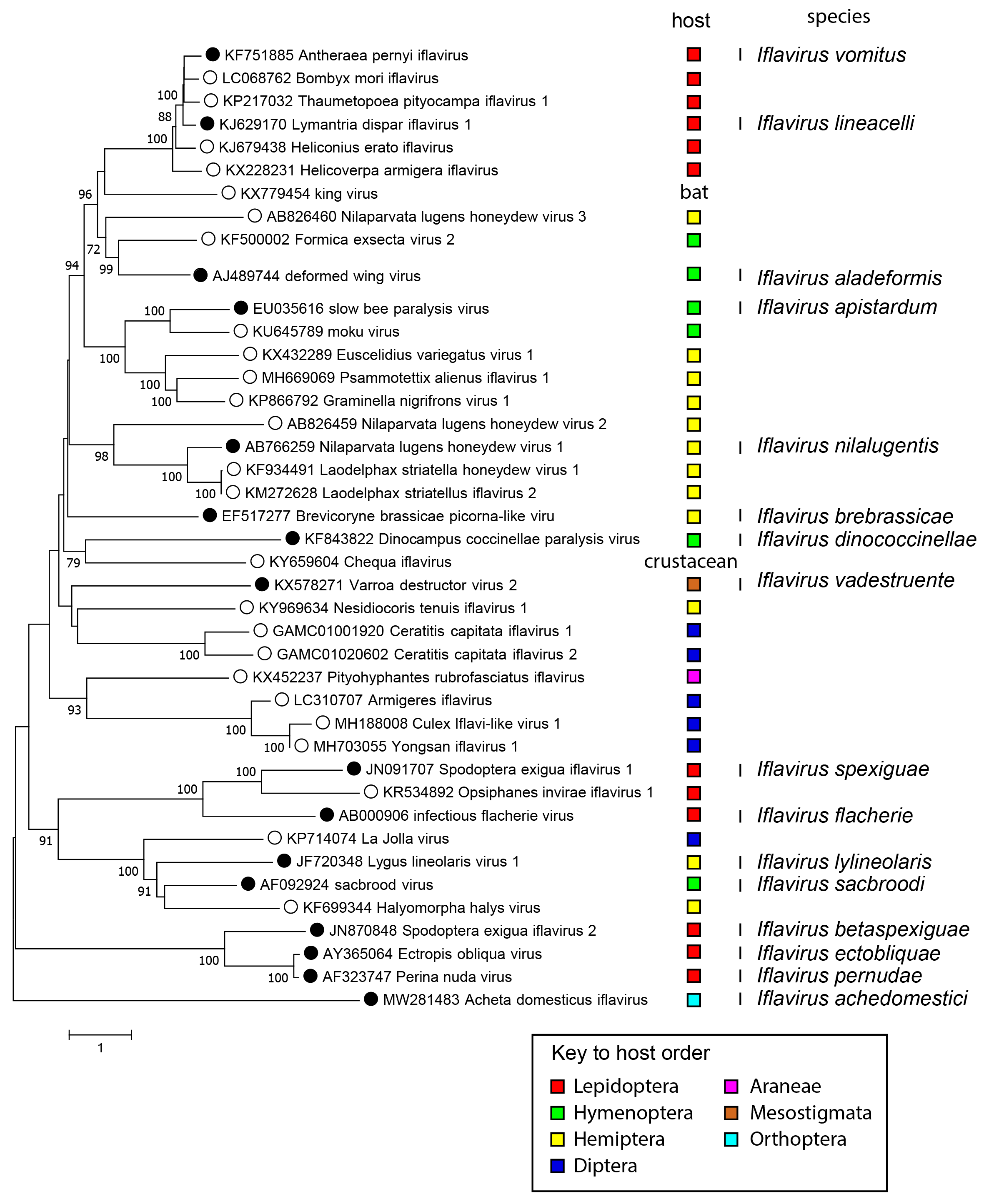 Iflaviridae phylogeny