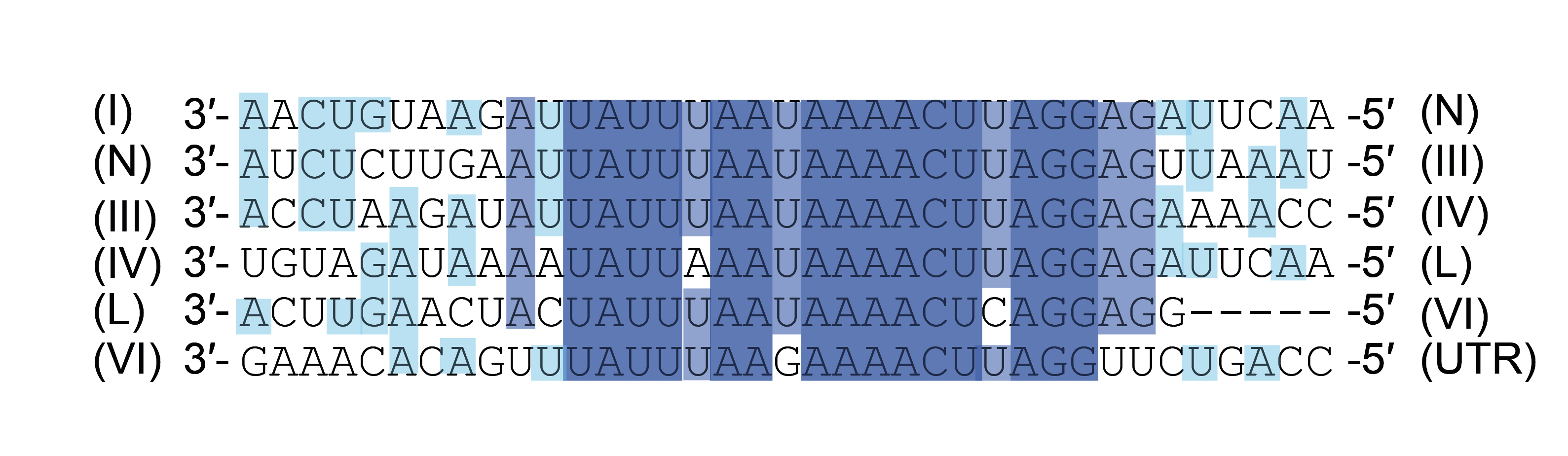 Mymonavirid gene junction sequences
