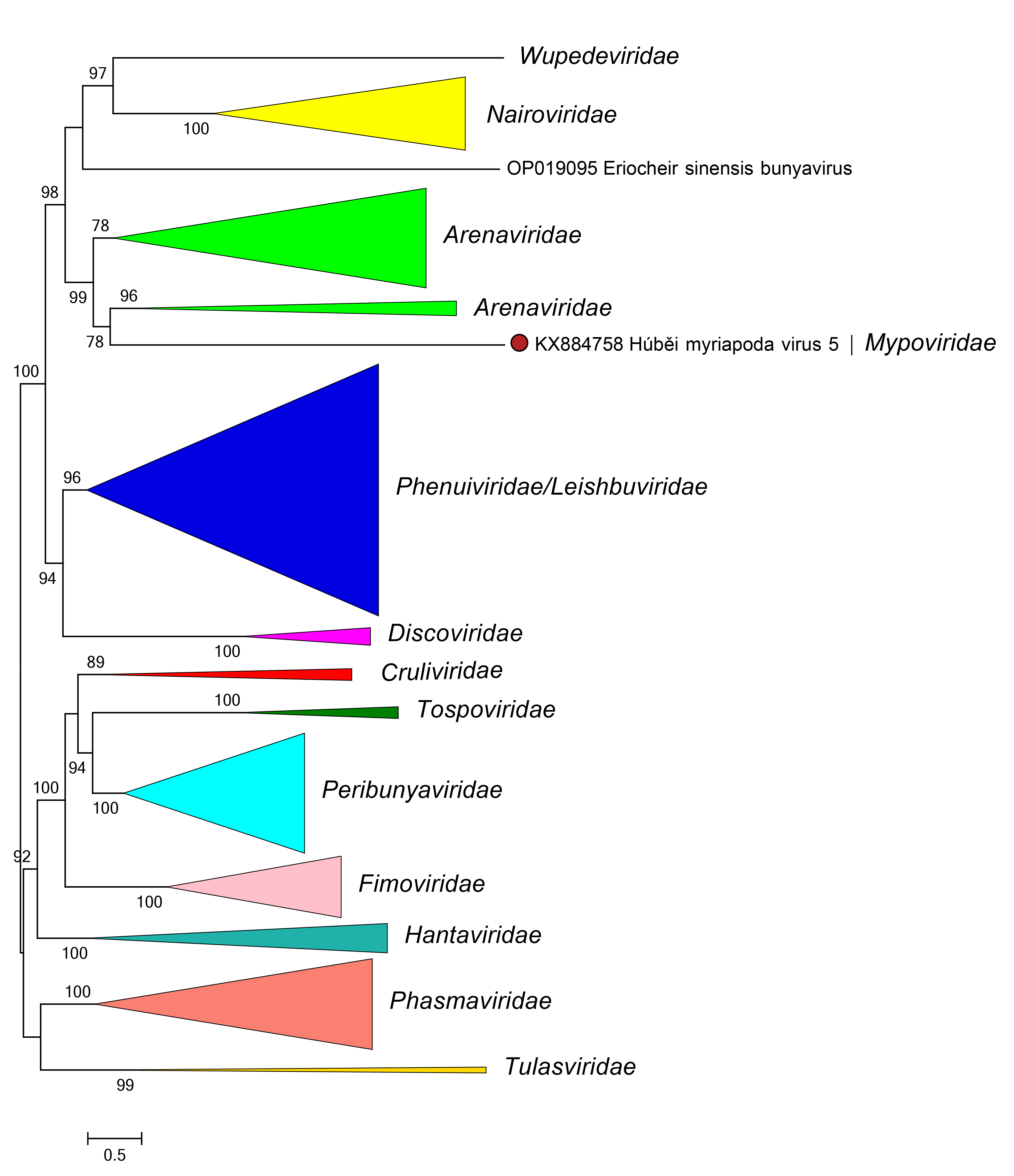 Mypoviridae phylogeny