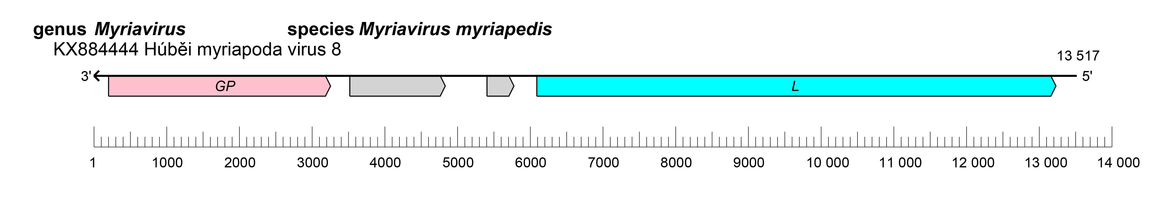 Myriaviridae genome
