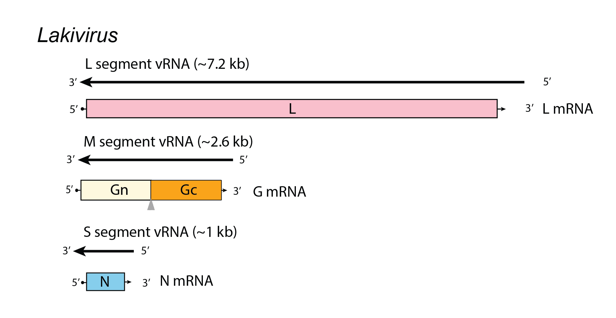 Lakivirus genome organisation