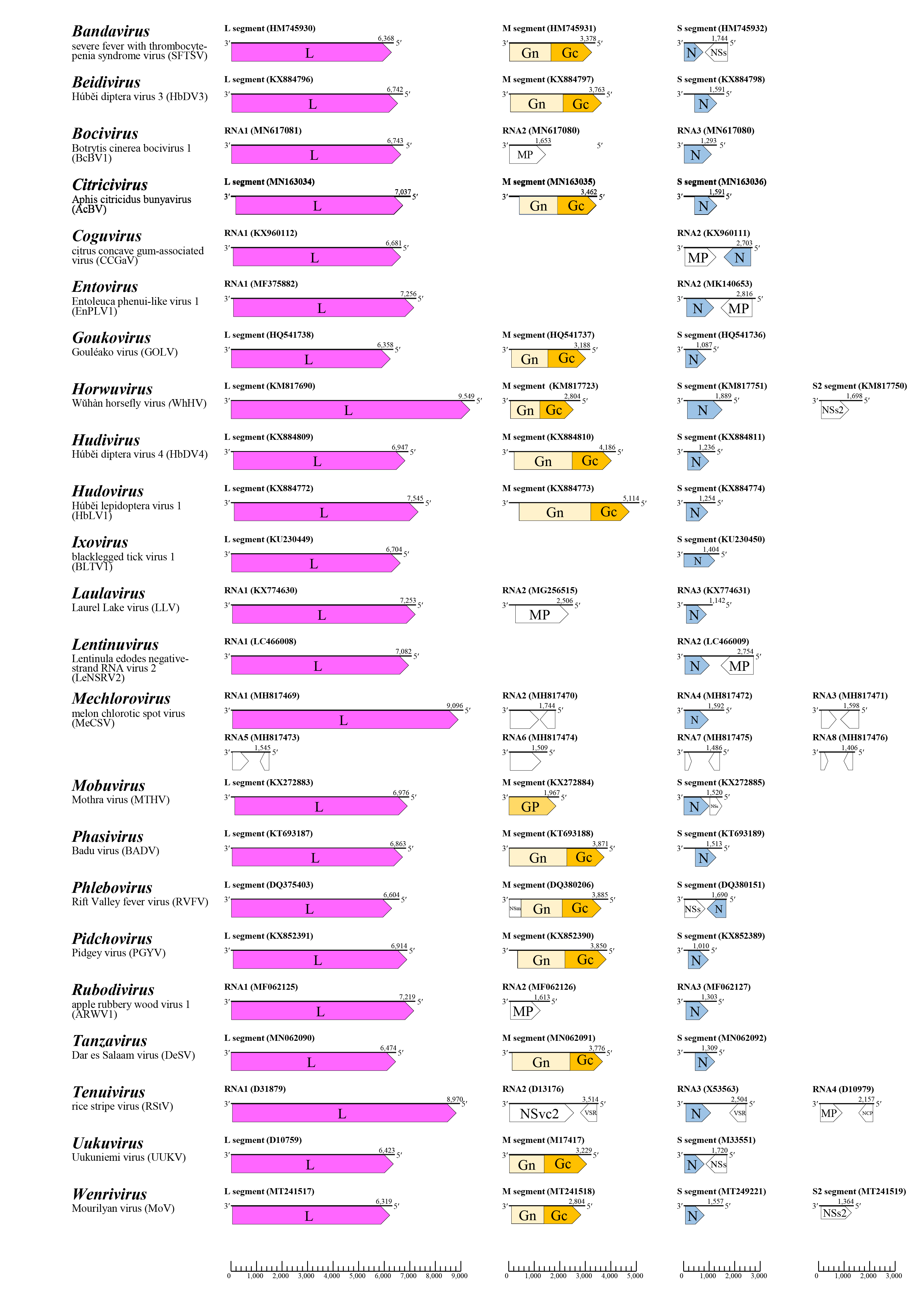 Phenuiviridae genomes