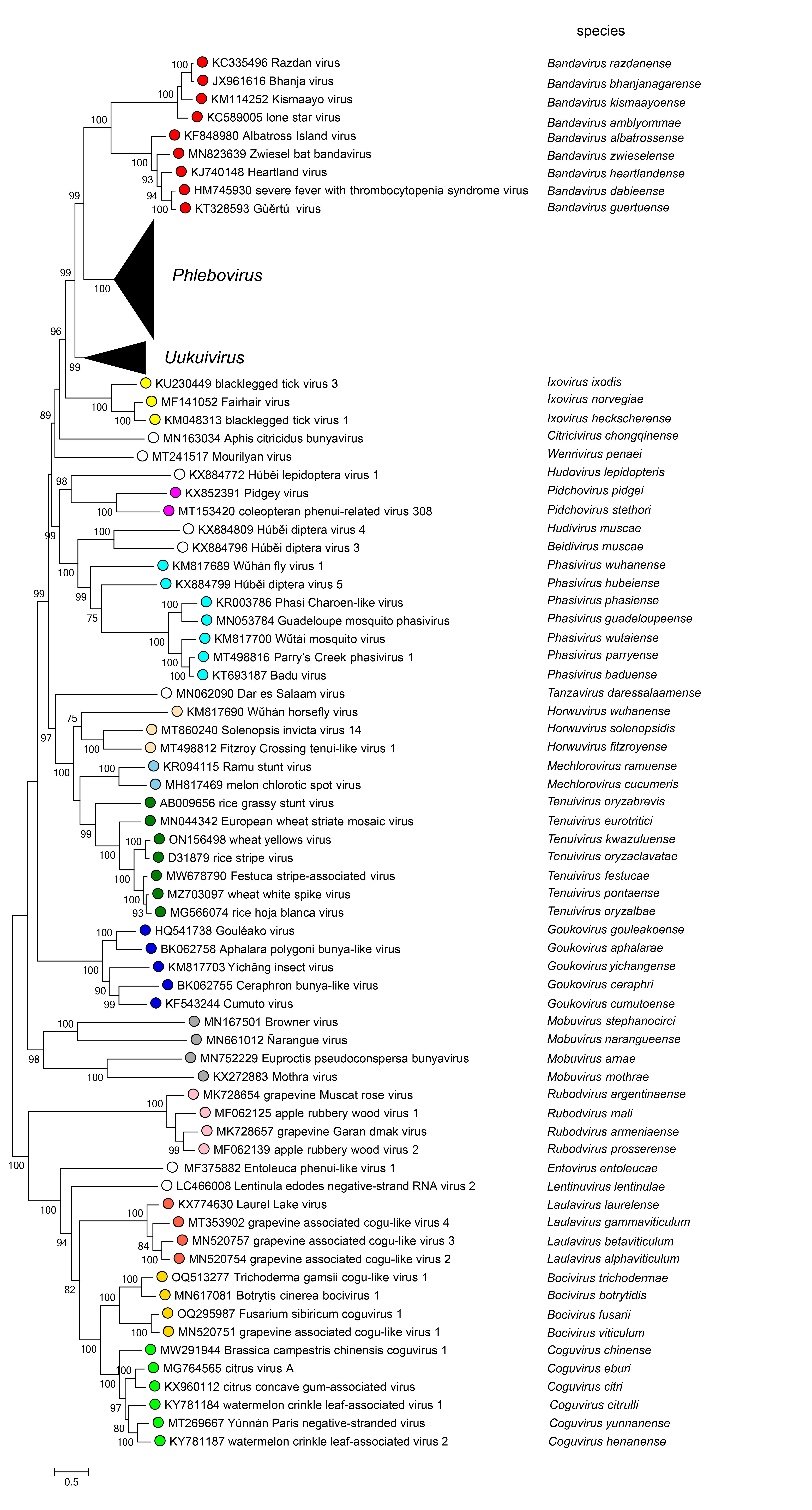 Phenuiviridae phylogeny