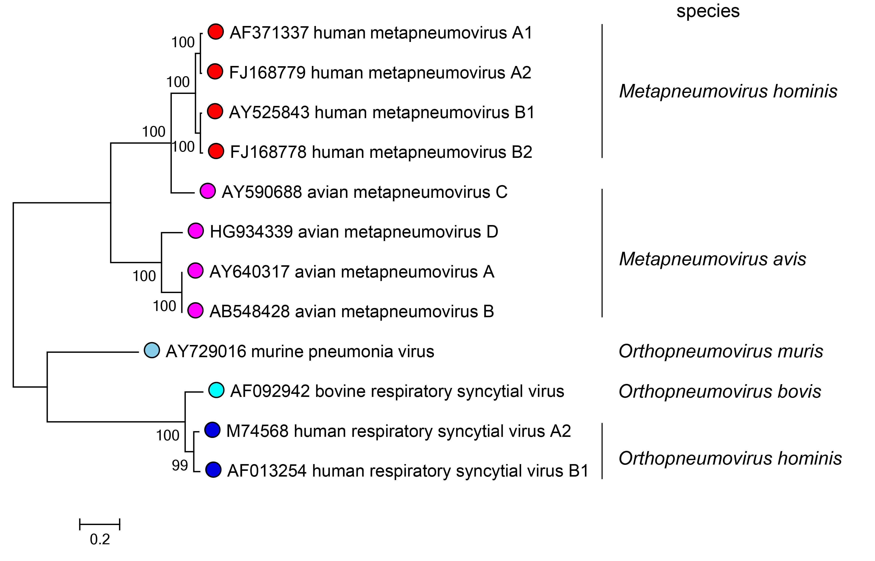 Pneumoviridae phylogeny
