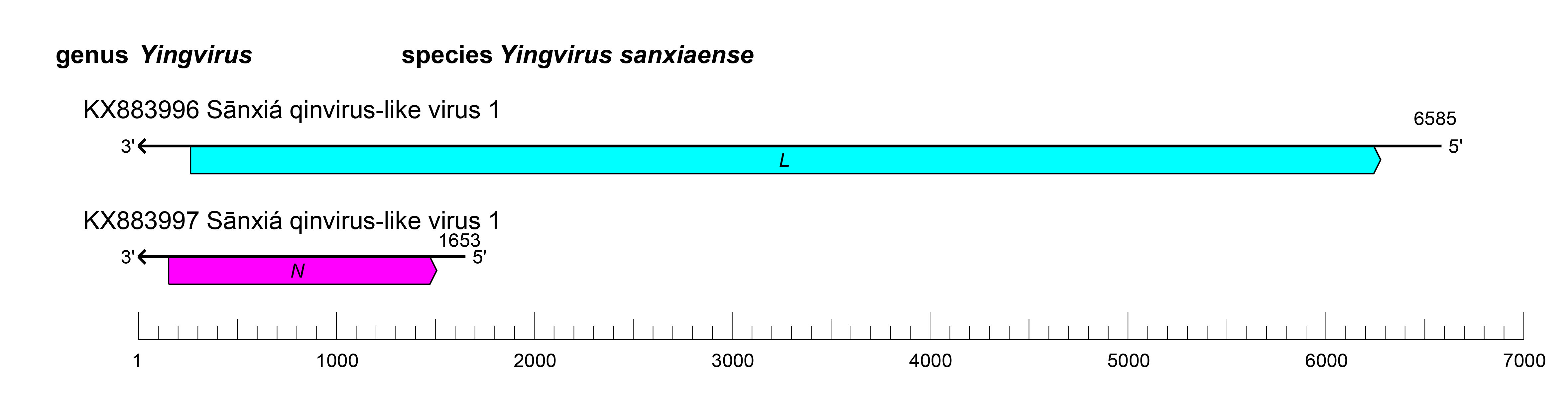Qinviridae genome