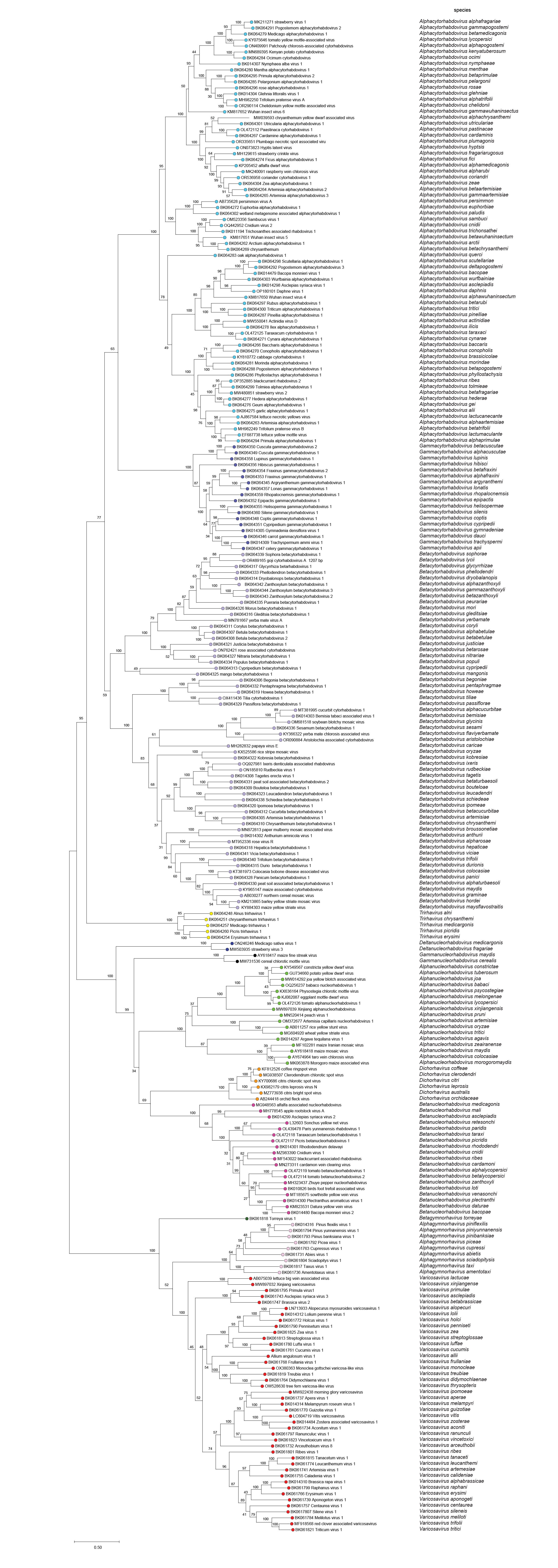 Betarhabdovirinae phylogeny