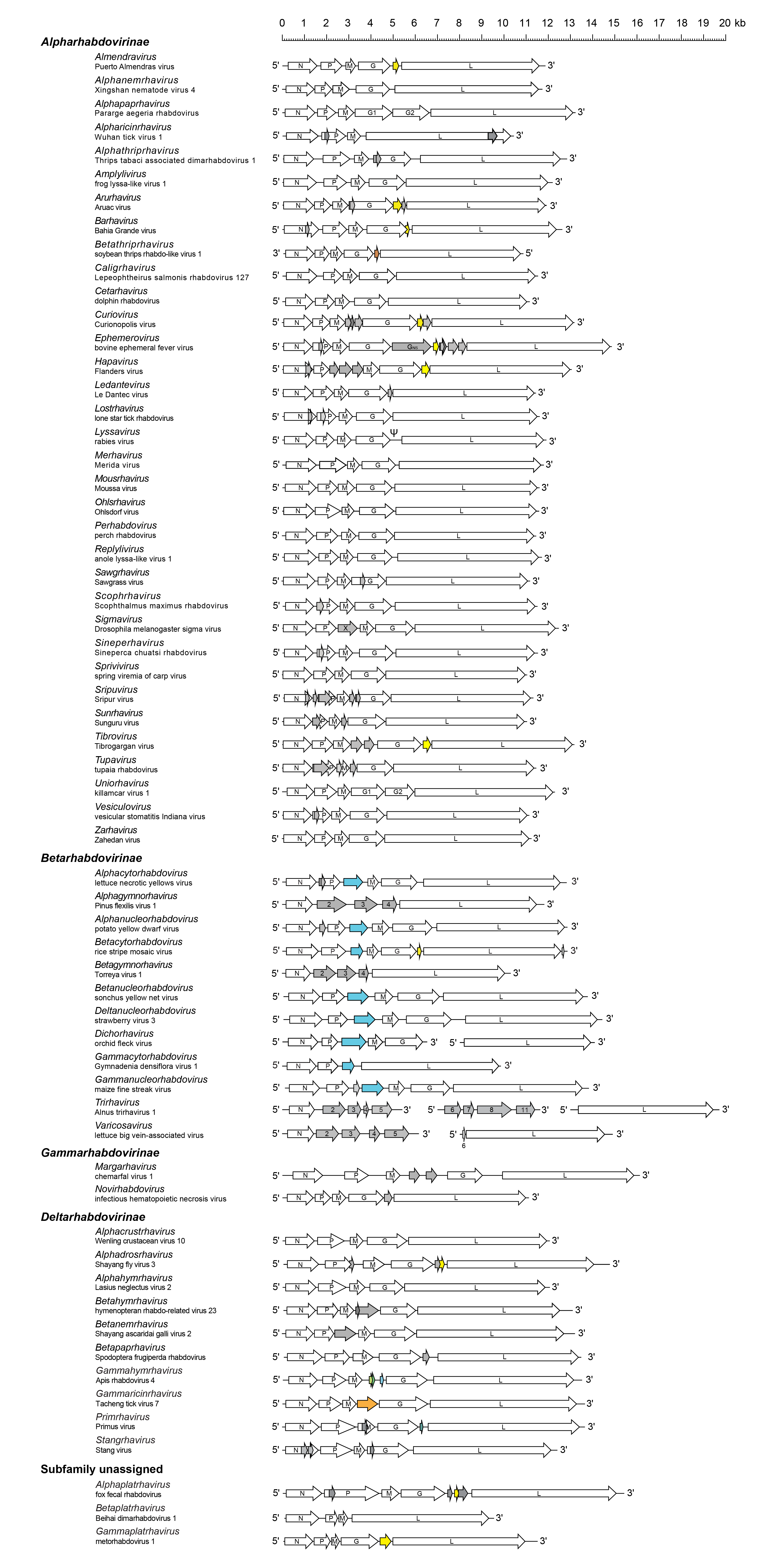 Rhabdoviridae genome