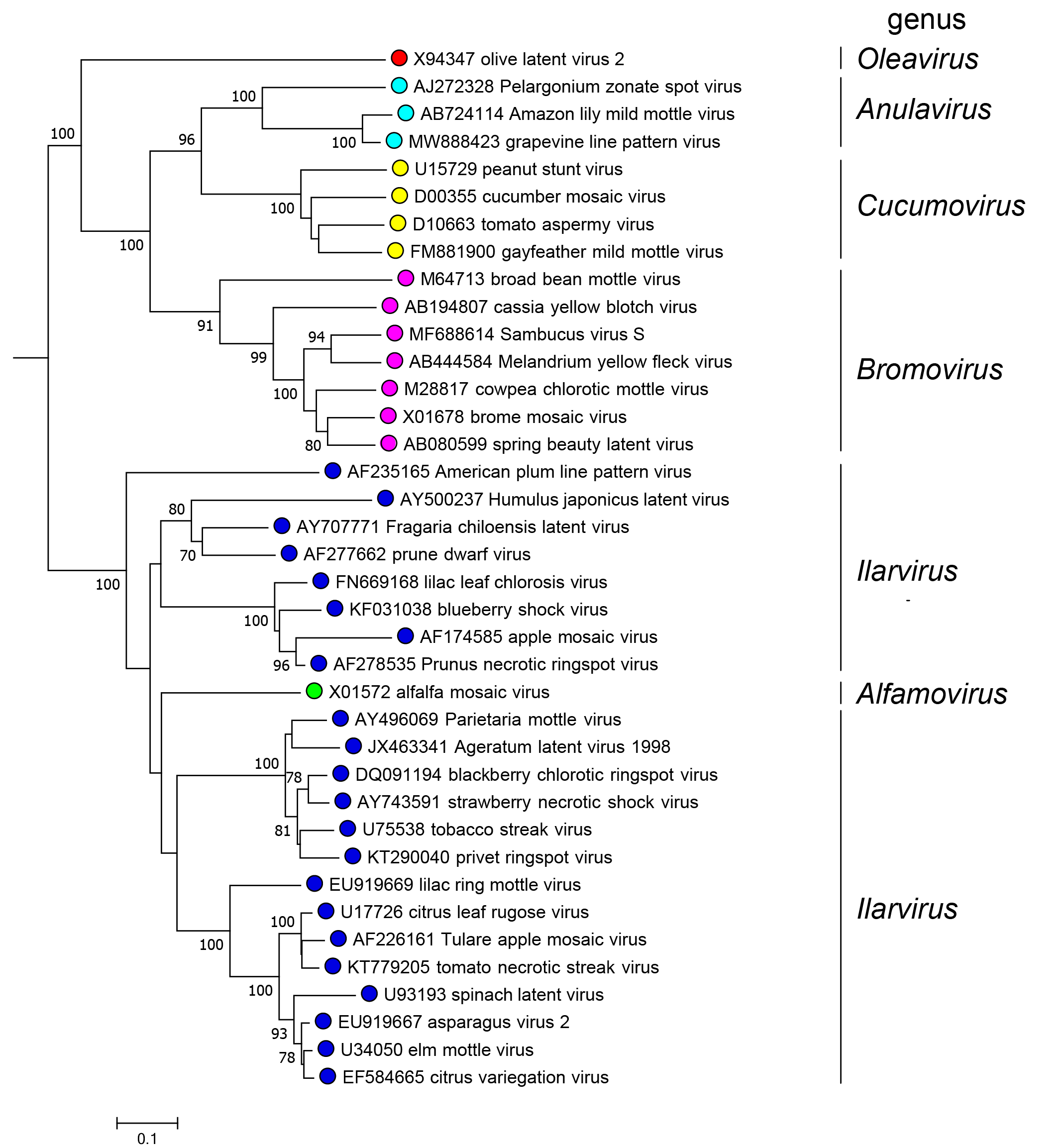 Bromoviridae phylogenetic tree