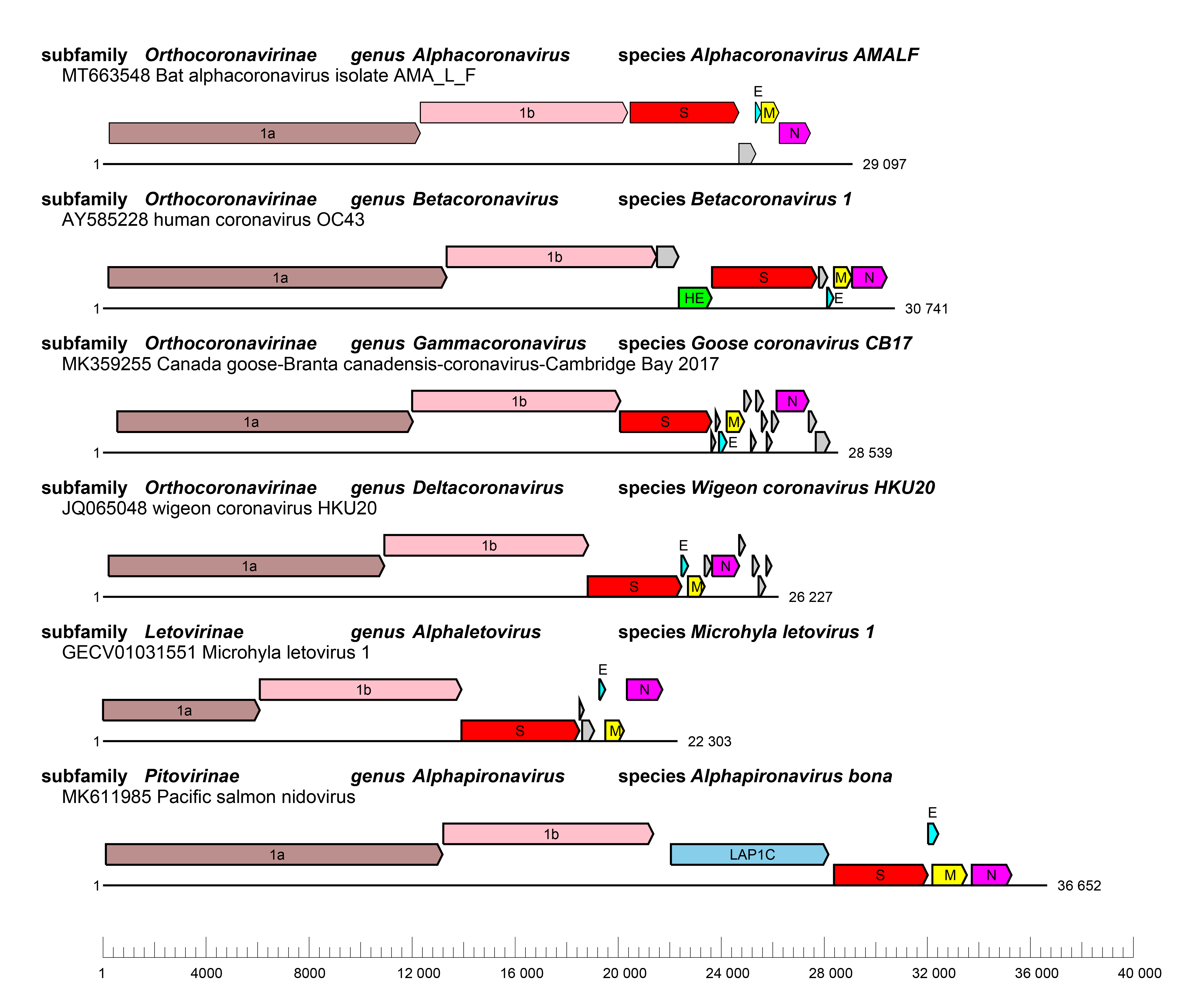 Coronaviridae: genome organisation