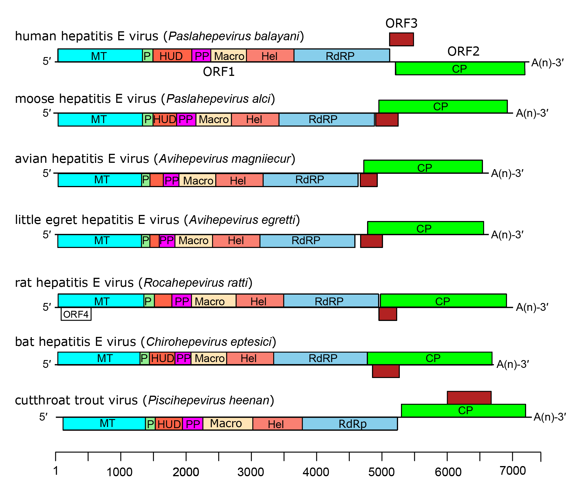 Genome diagram Hepeviridae