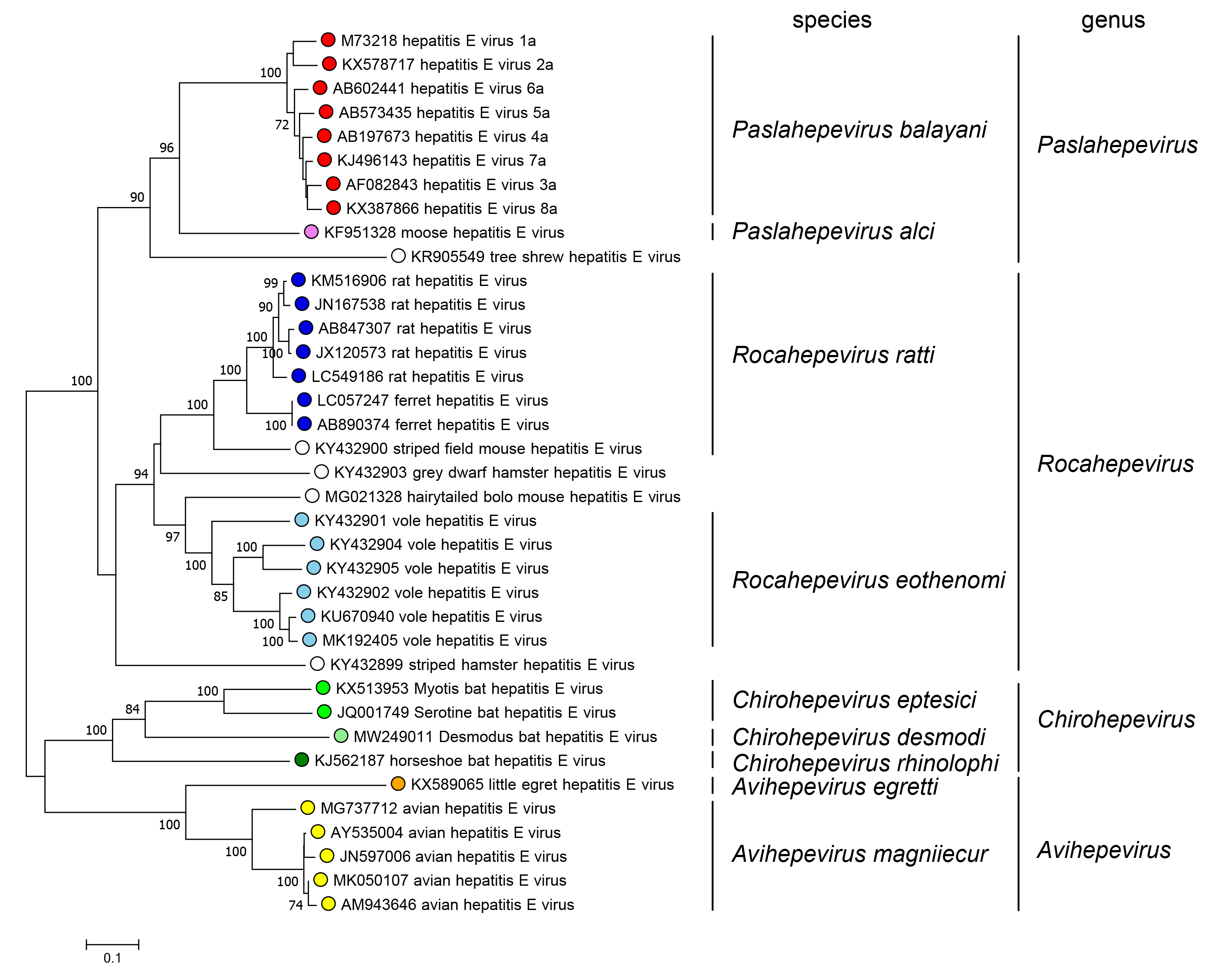 Phylogenetic tree of family Hepeviridae