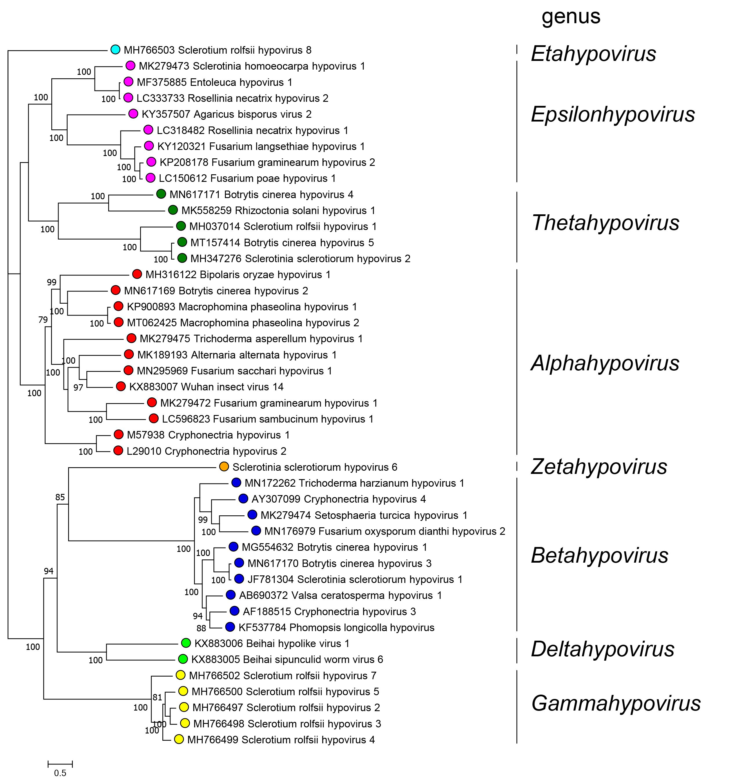 Hypoviridae phylogenetic tree