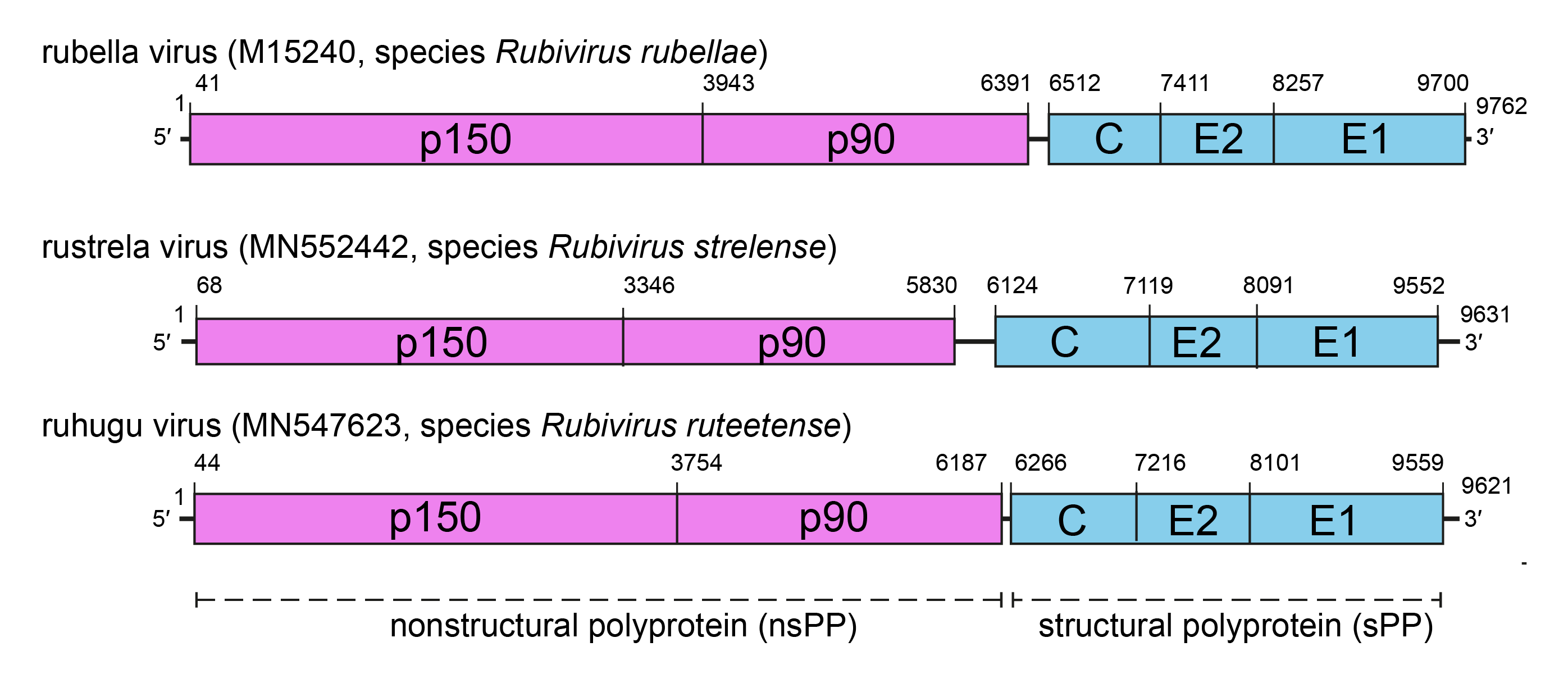 Matonaviridae genome organisation