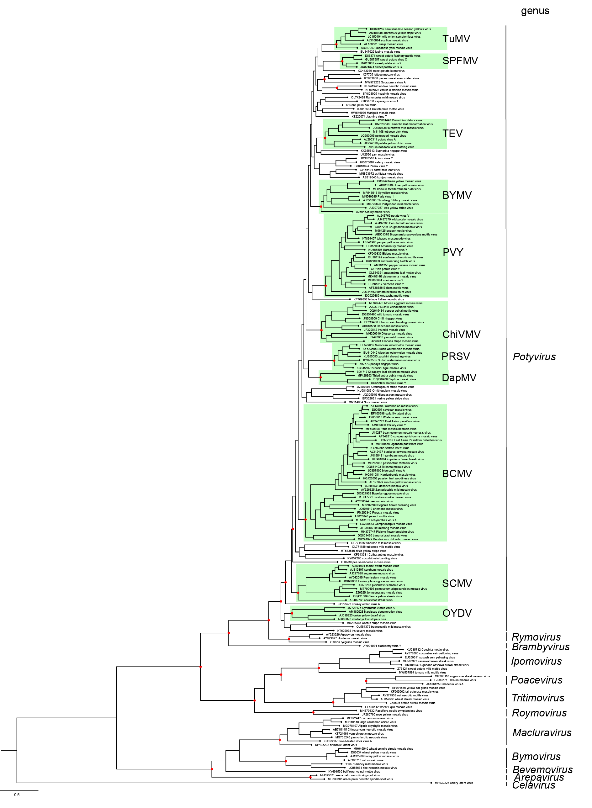 Potyviridae phylogeny