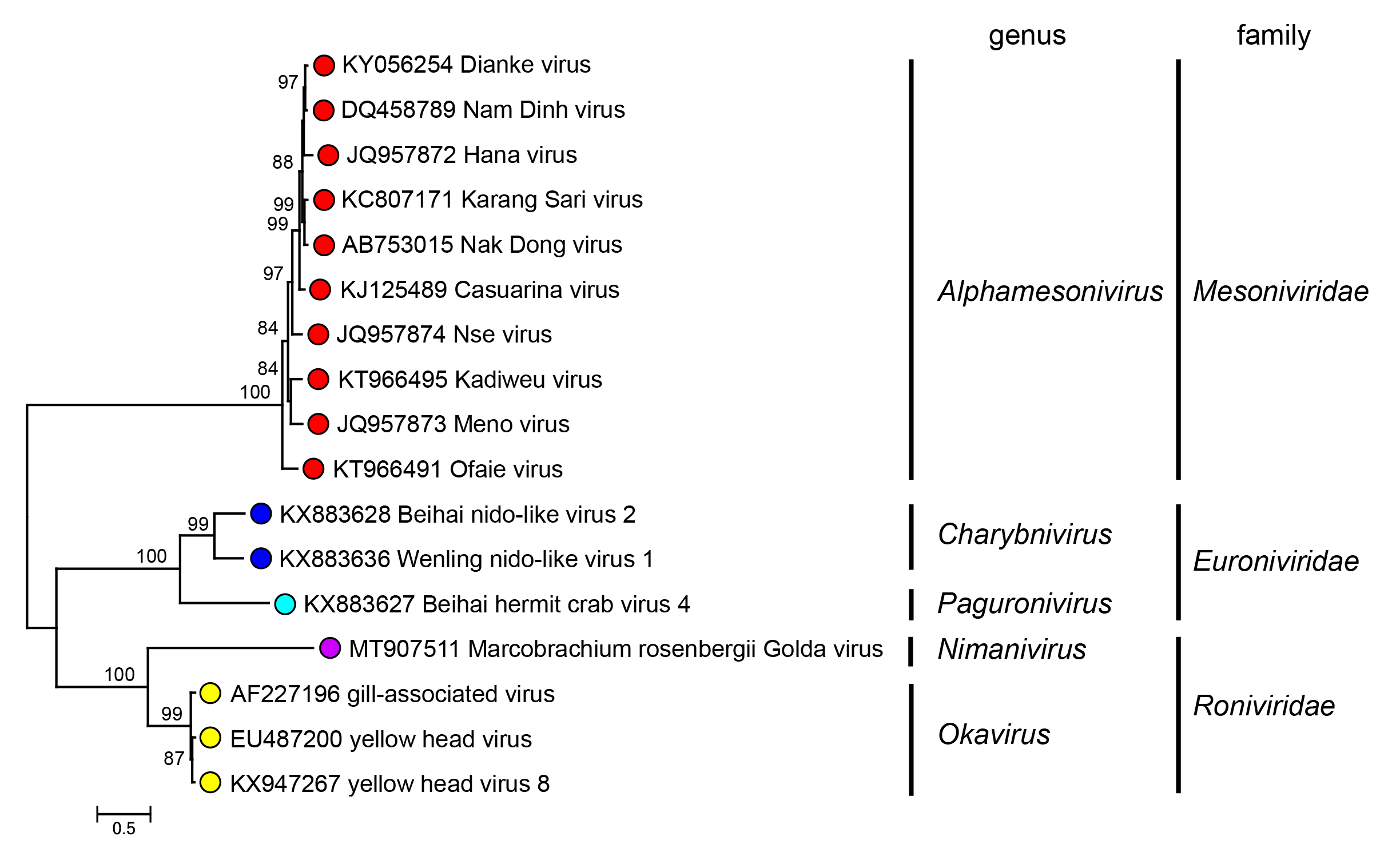 Roniviridae related viruses tree