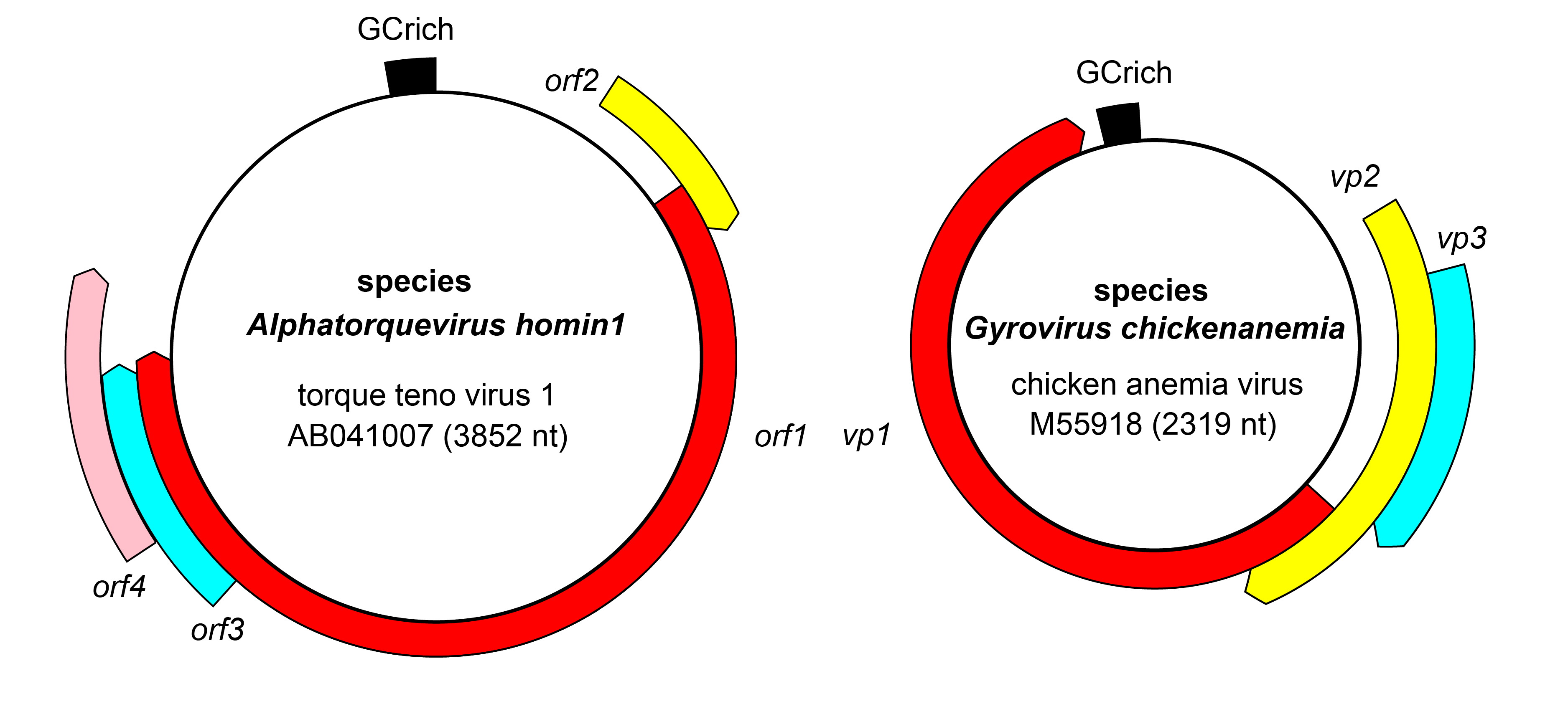 Anelloviridae genome