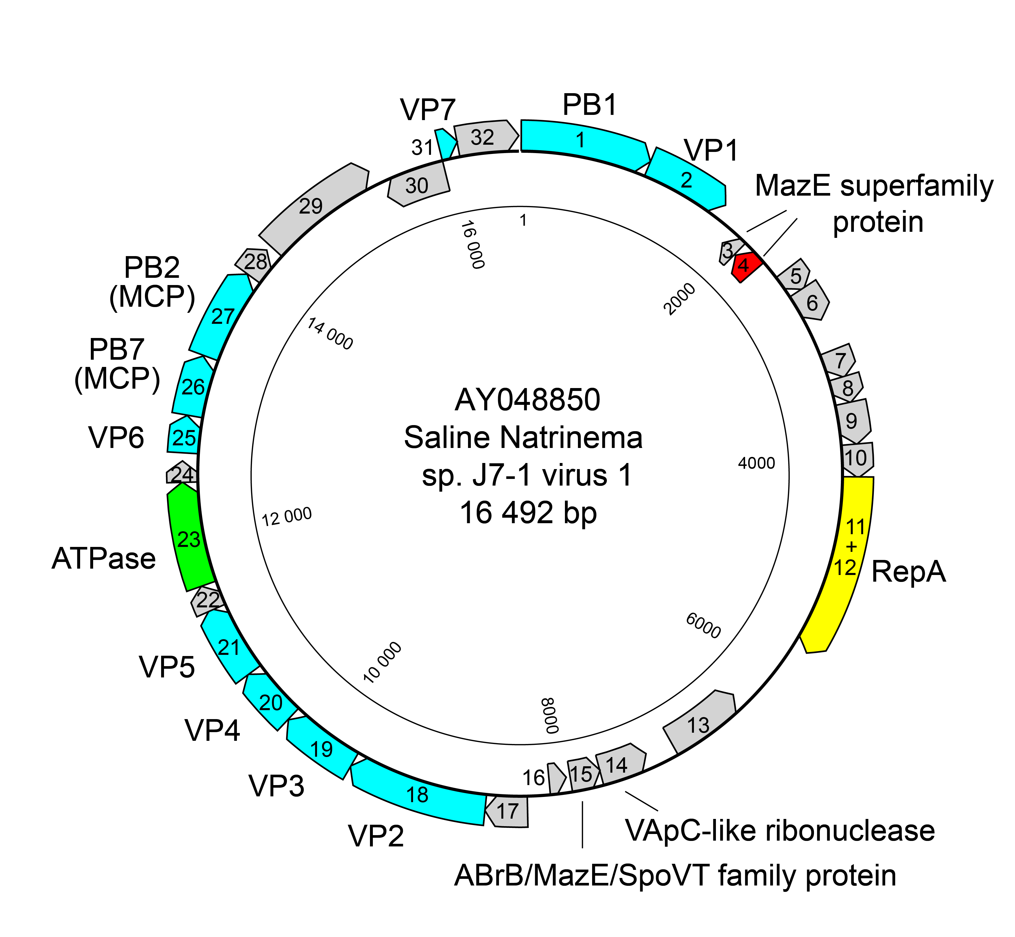 Simuloviridae genome