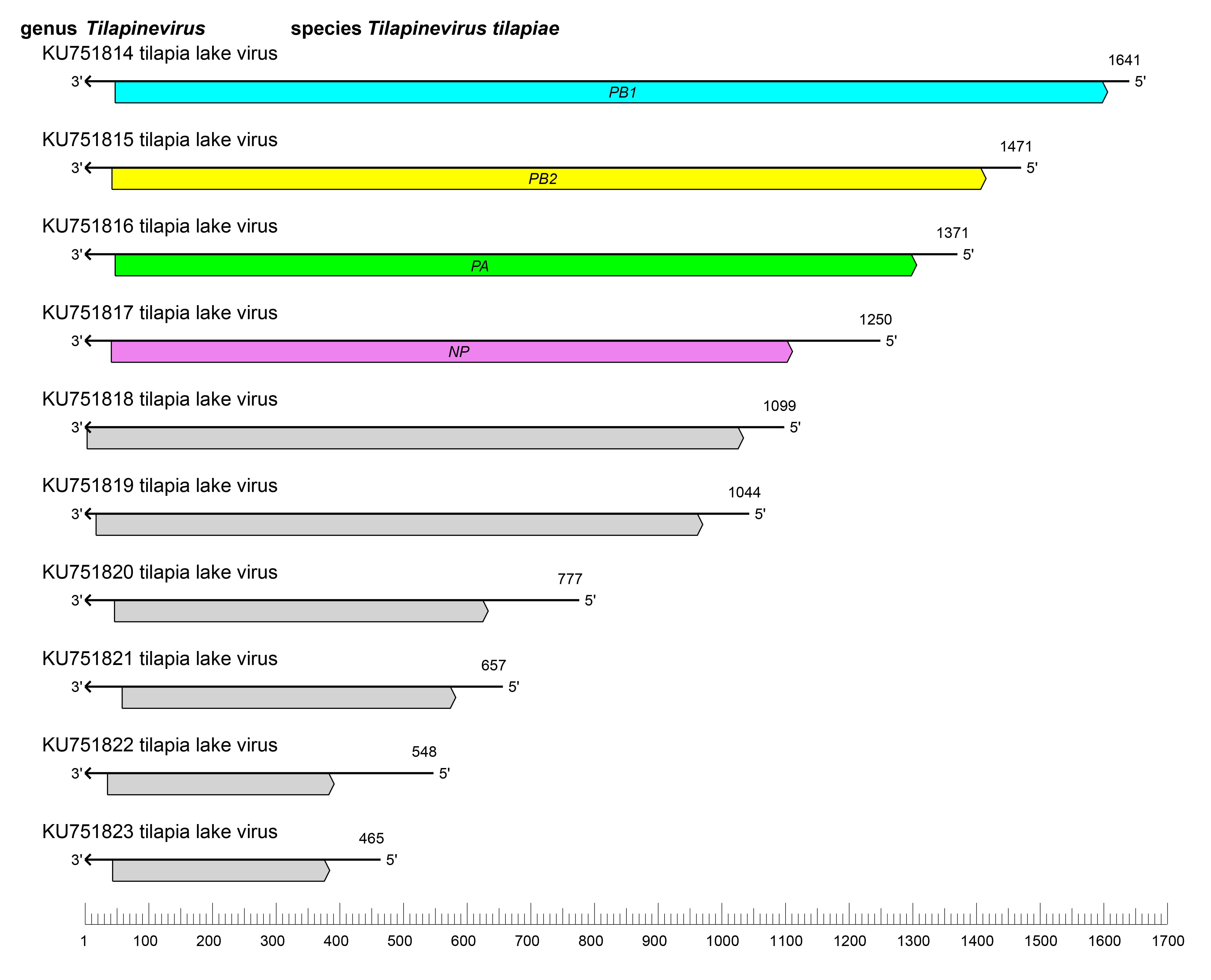 Amnoonviridae genome