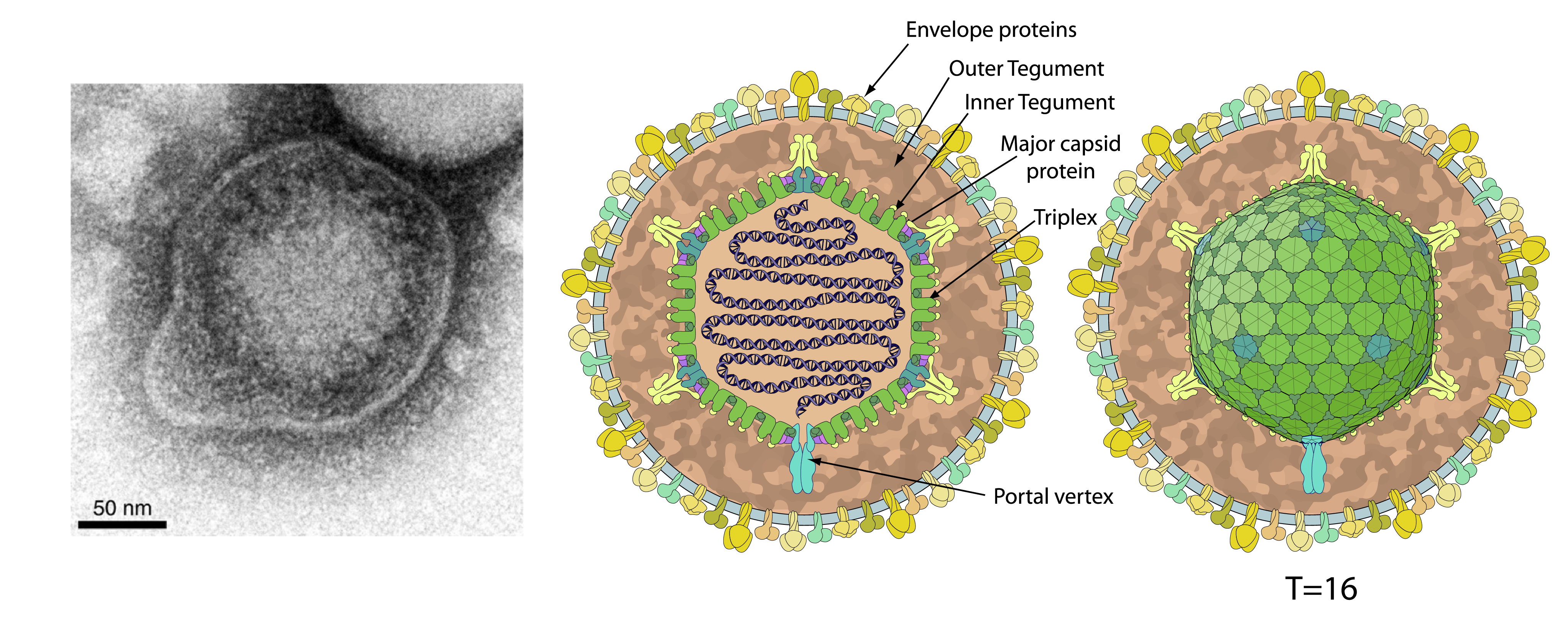 Alloherpesviridae virion